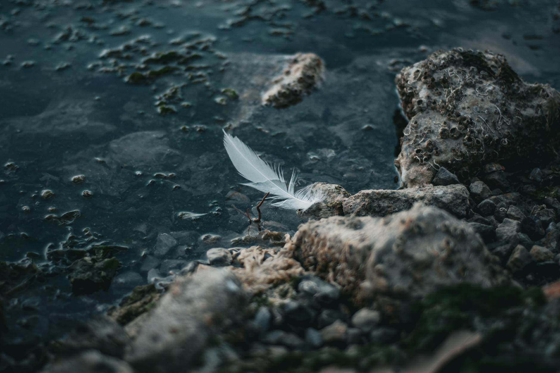 Yeni çıkmaya başlayan tüyler