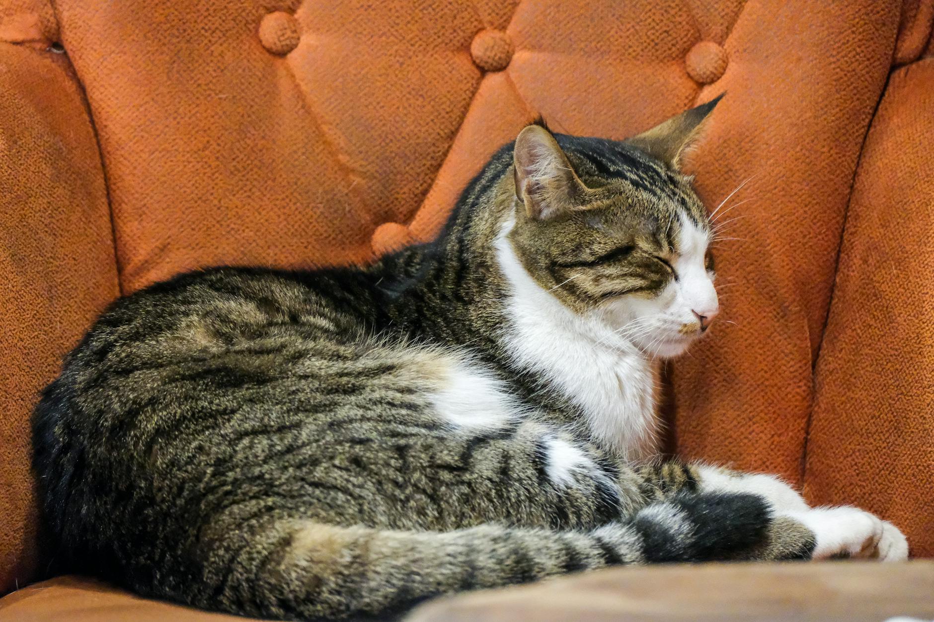 Düzenli fırçalama sırasında rahat bir kedi
