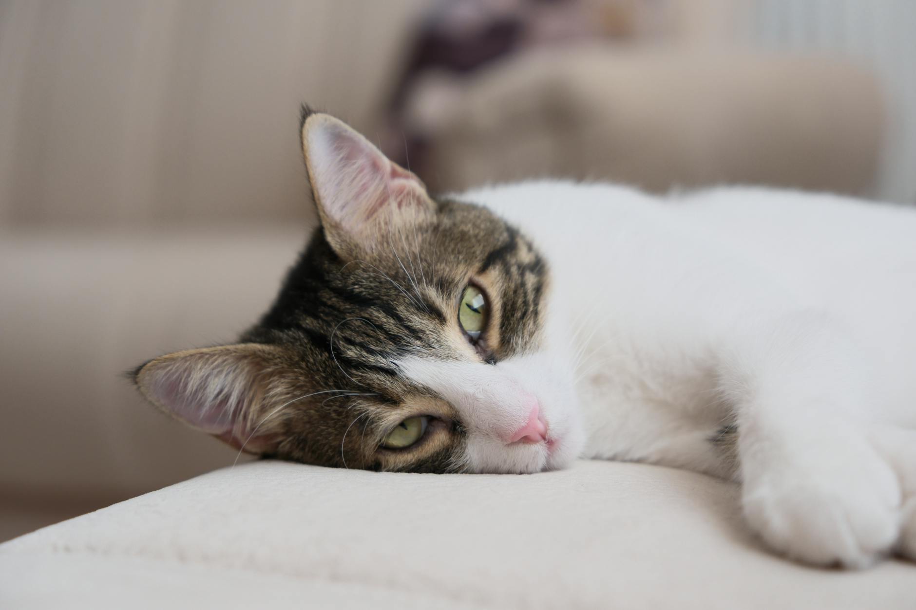 Evde rahat eden, yeni sahiplenilmiş bir kedi