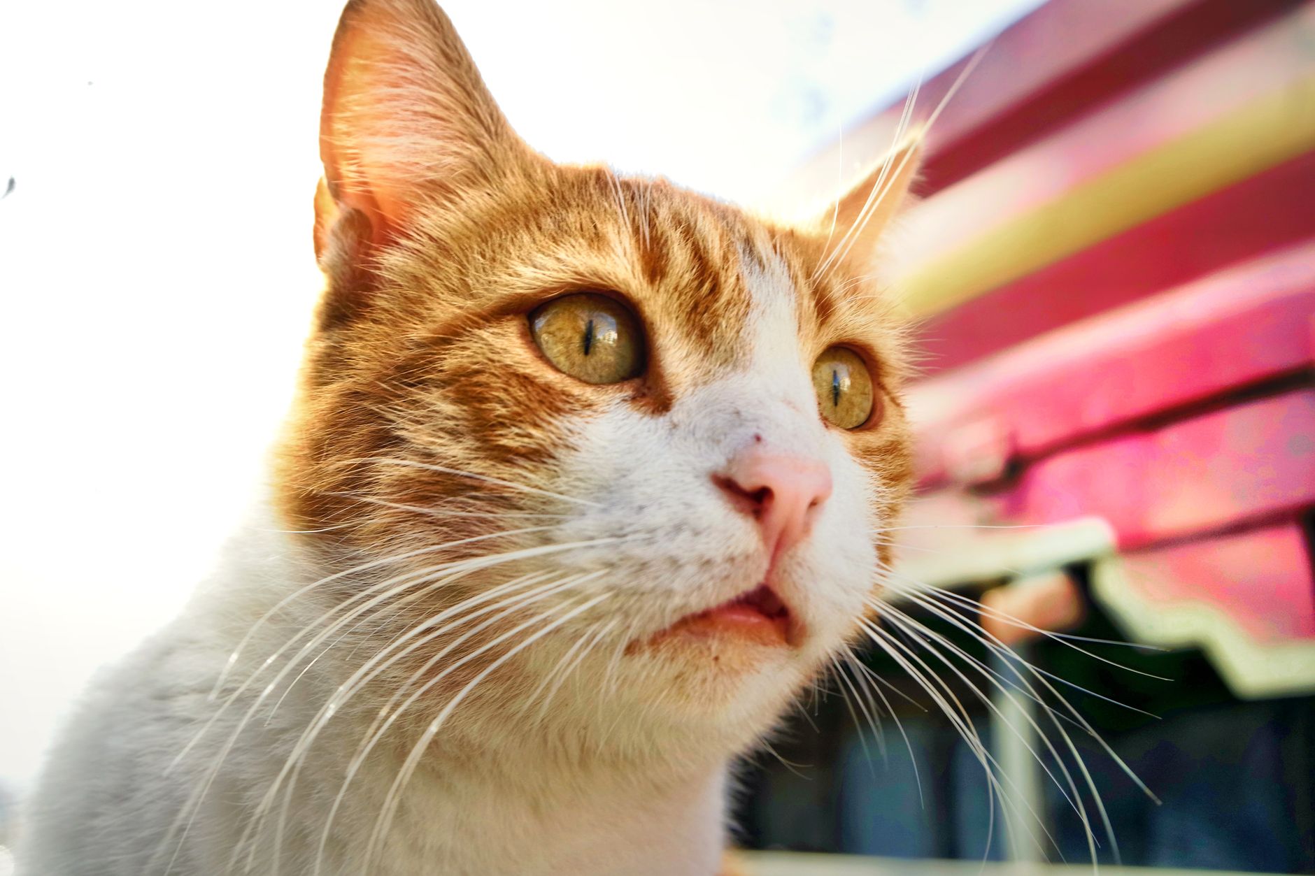 Doğru tipte kum kabı kullanan kedi