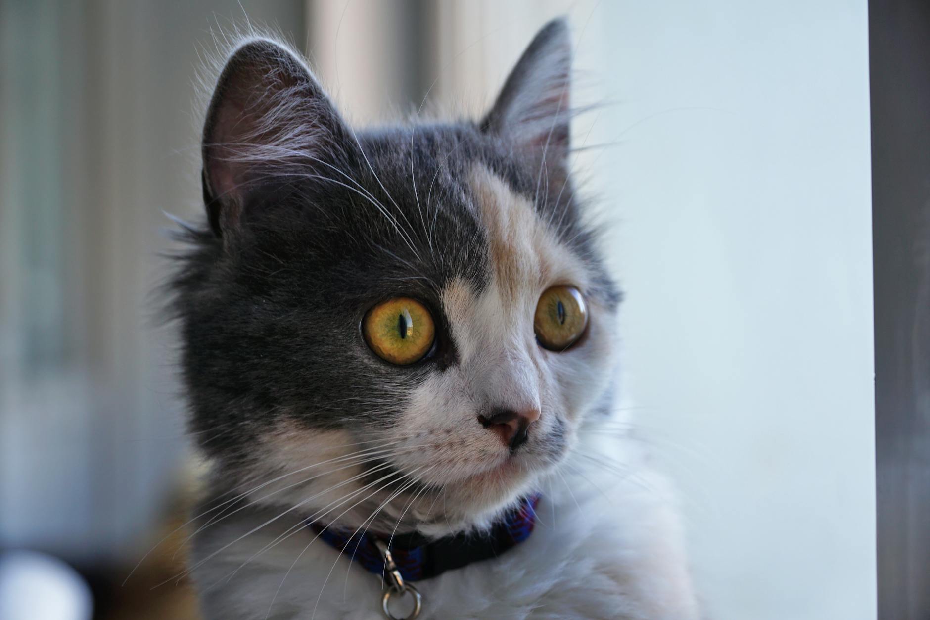 Operasyon sonrası eldiven yakalıkla iyileşen kedi