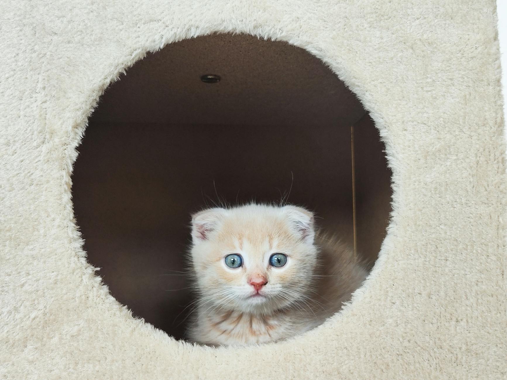 Tırmalama tahtasını kullanan, davranış sorunu olmayan kedi
