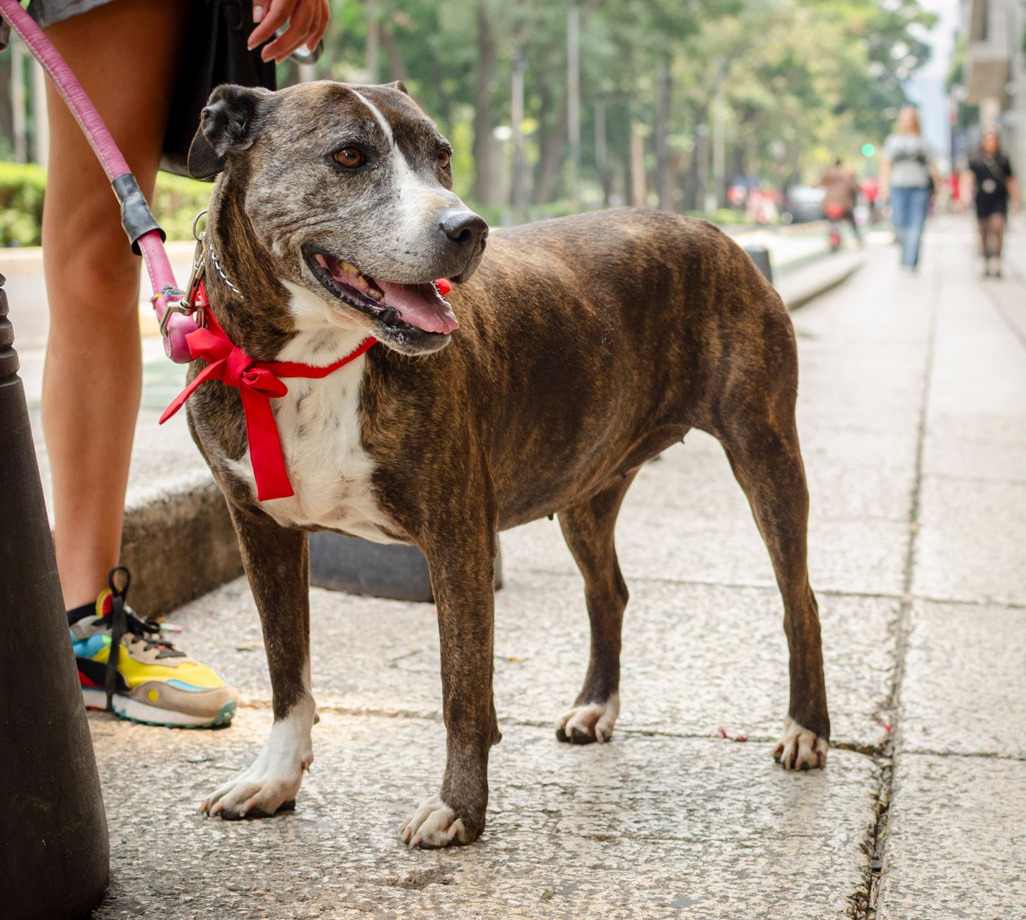 Yeni sahibiyle tanışan ve adapte olan köpek