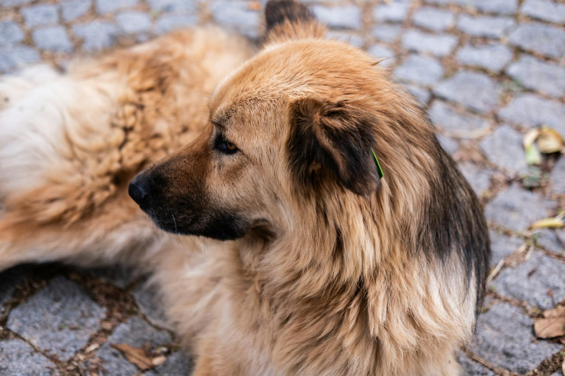 Düzenli fırçalama yapılan köpek
