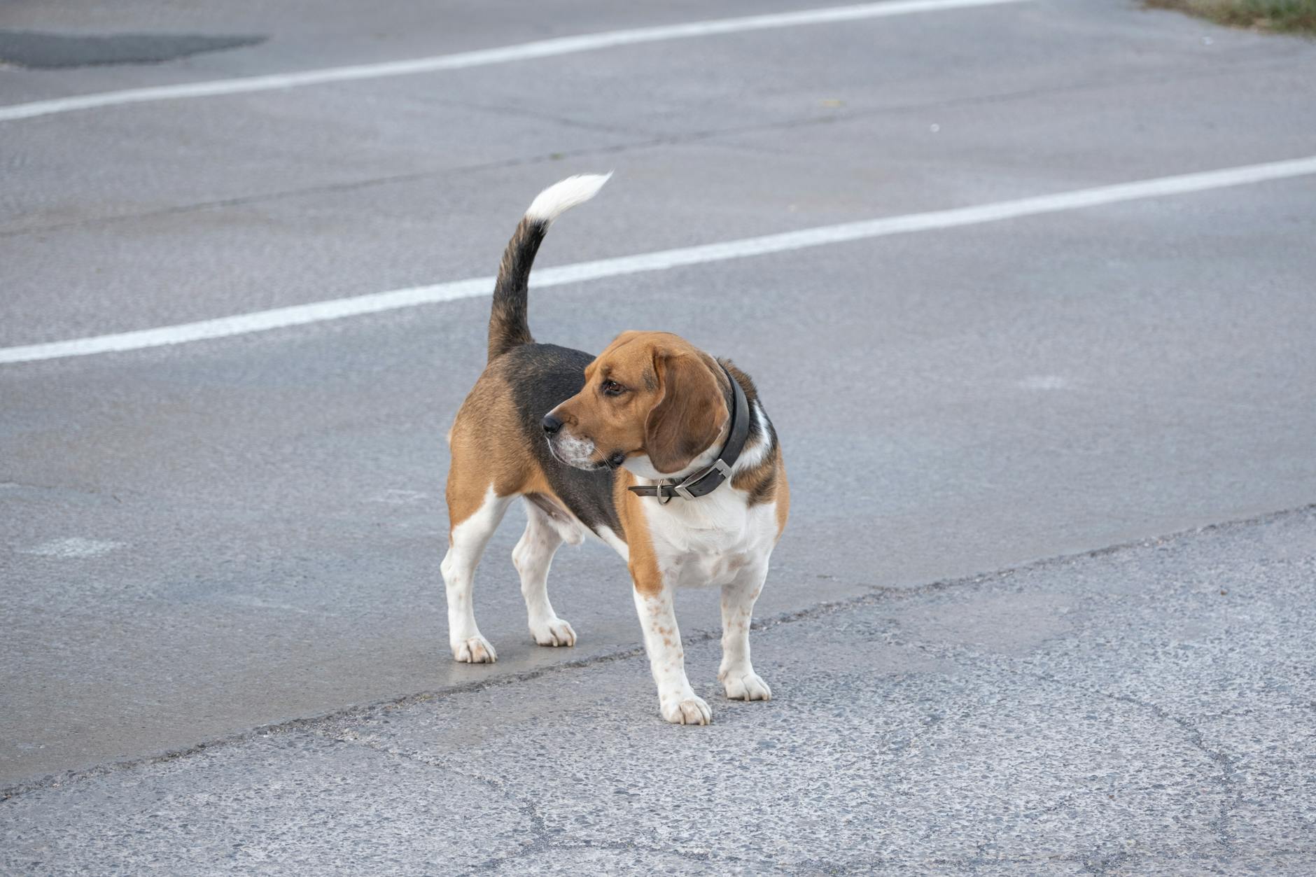 Yabancılarla sakin tanışan köpek