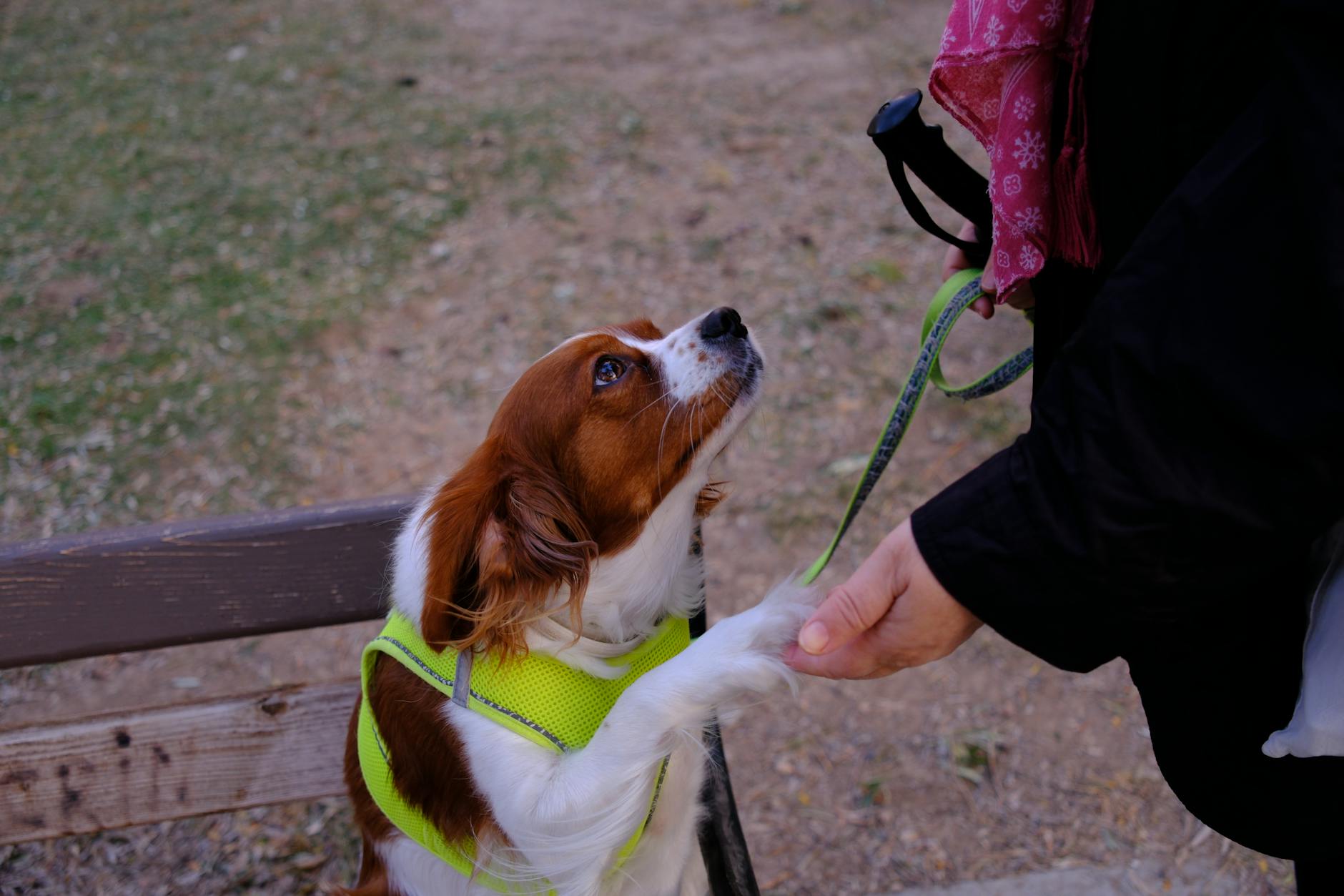 Park ortamında diğer köpeklerle etkileşim