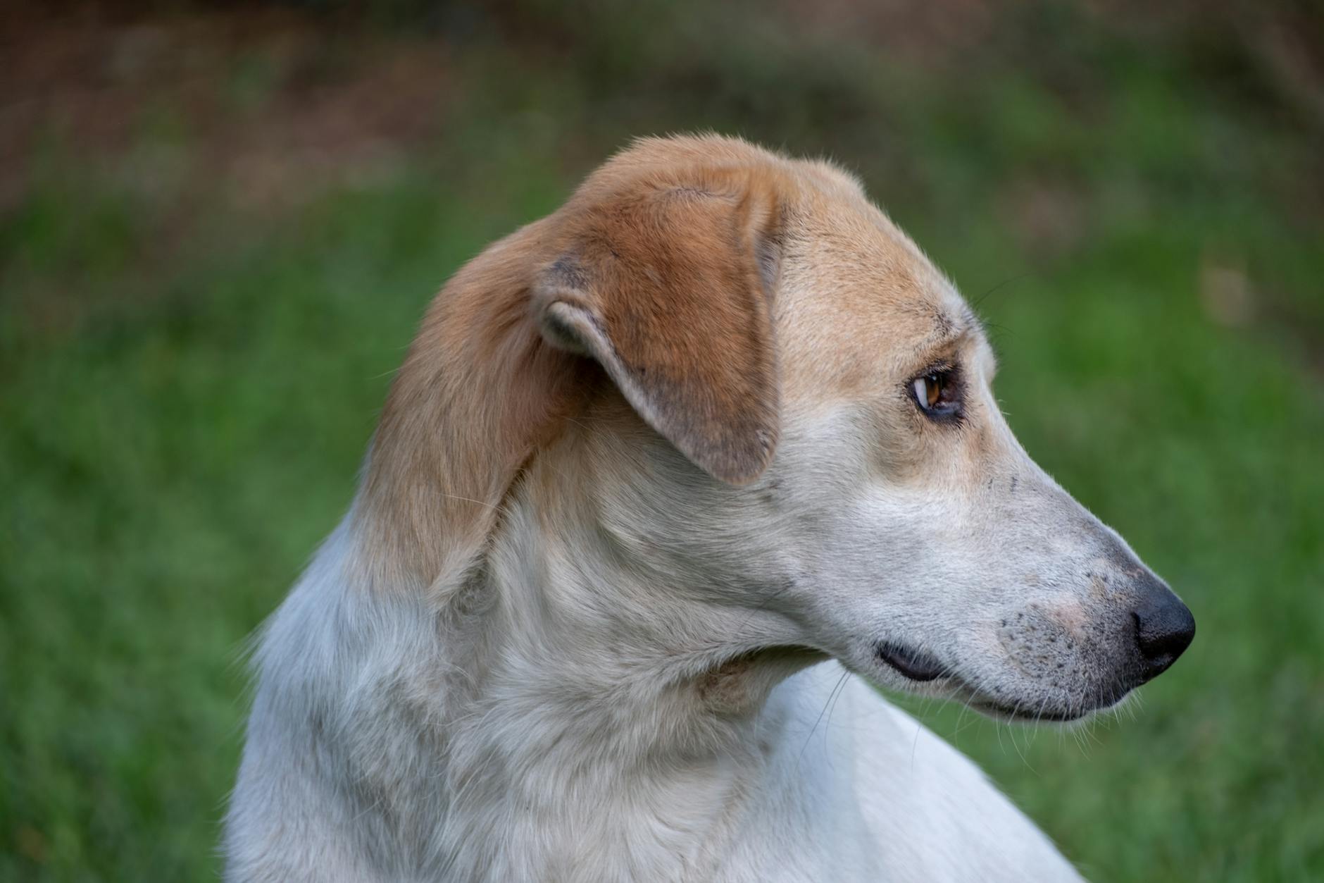 Aşı sertifikası tutulan köpek