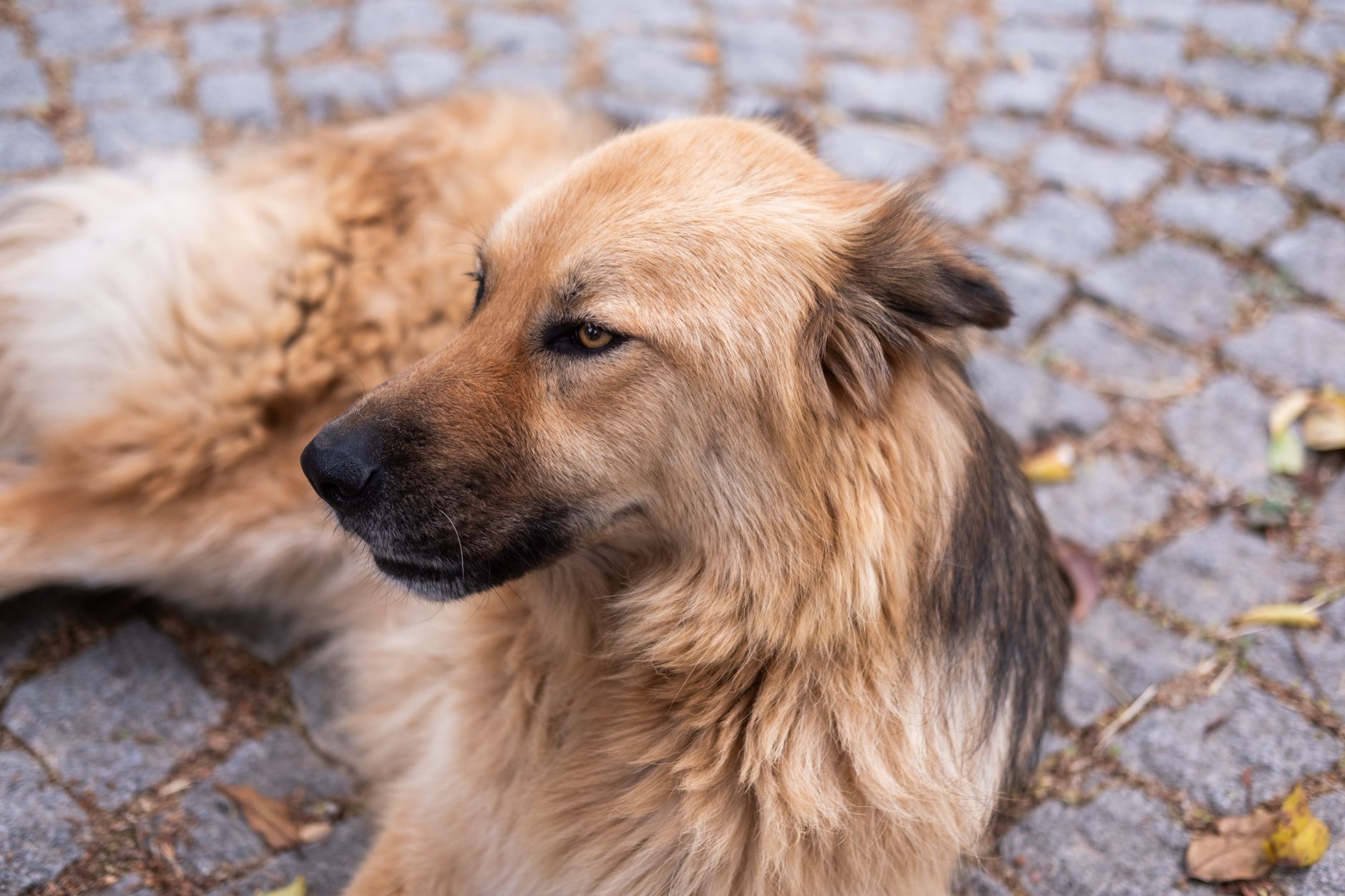 Düzenli yürüyüşle tuvalet rutini kazanmış köpek