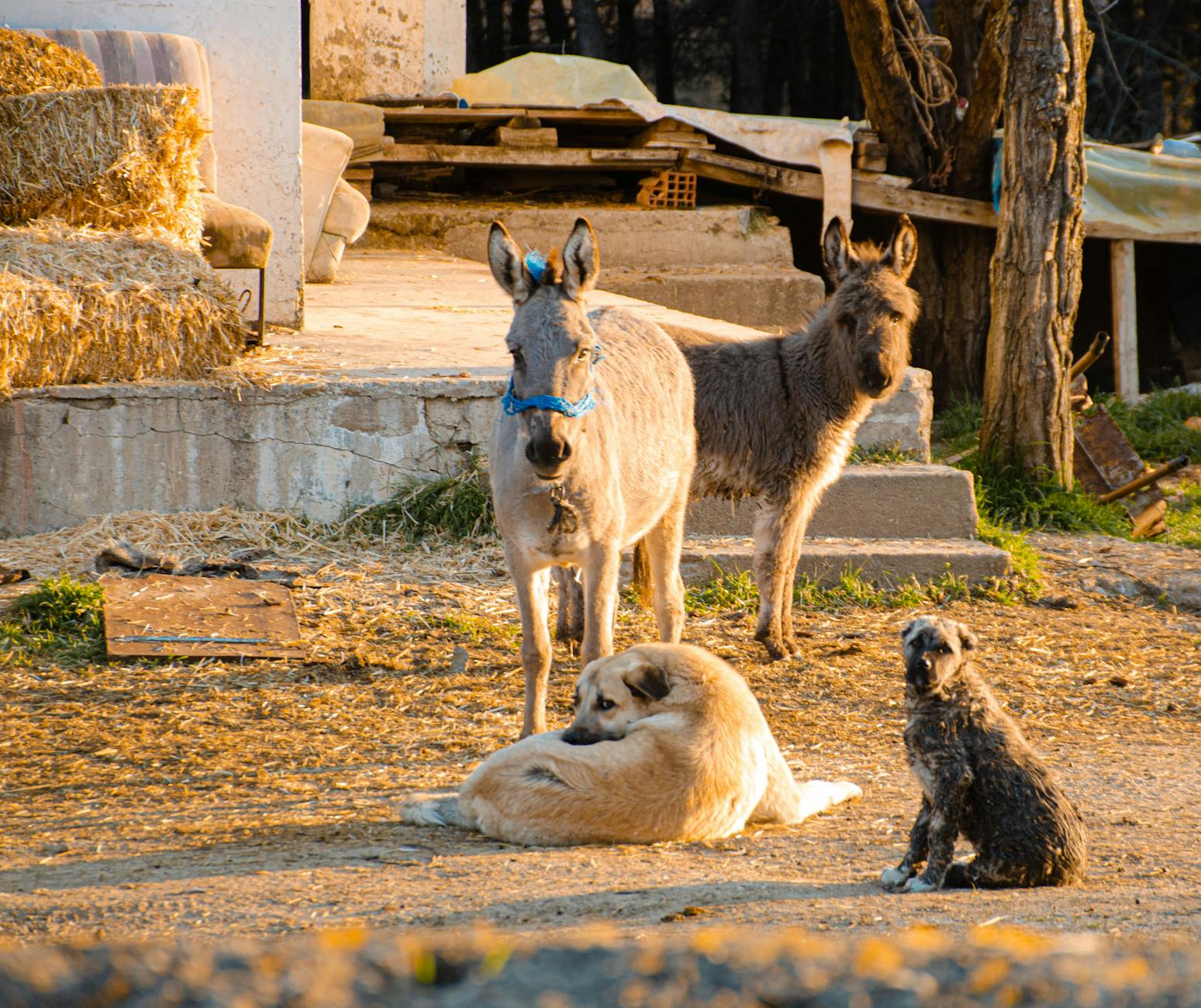 Crate eğitimi alan köpek