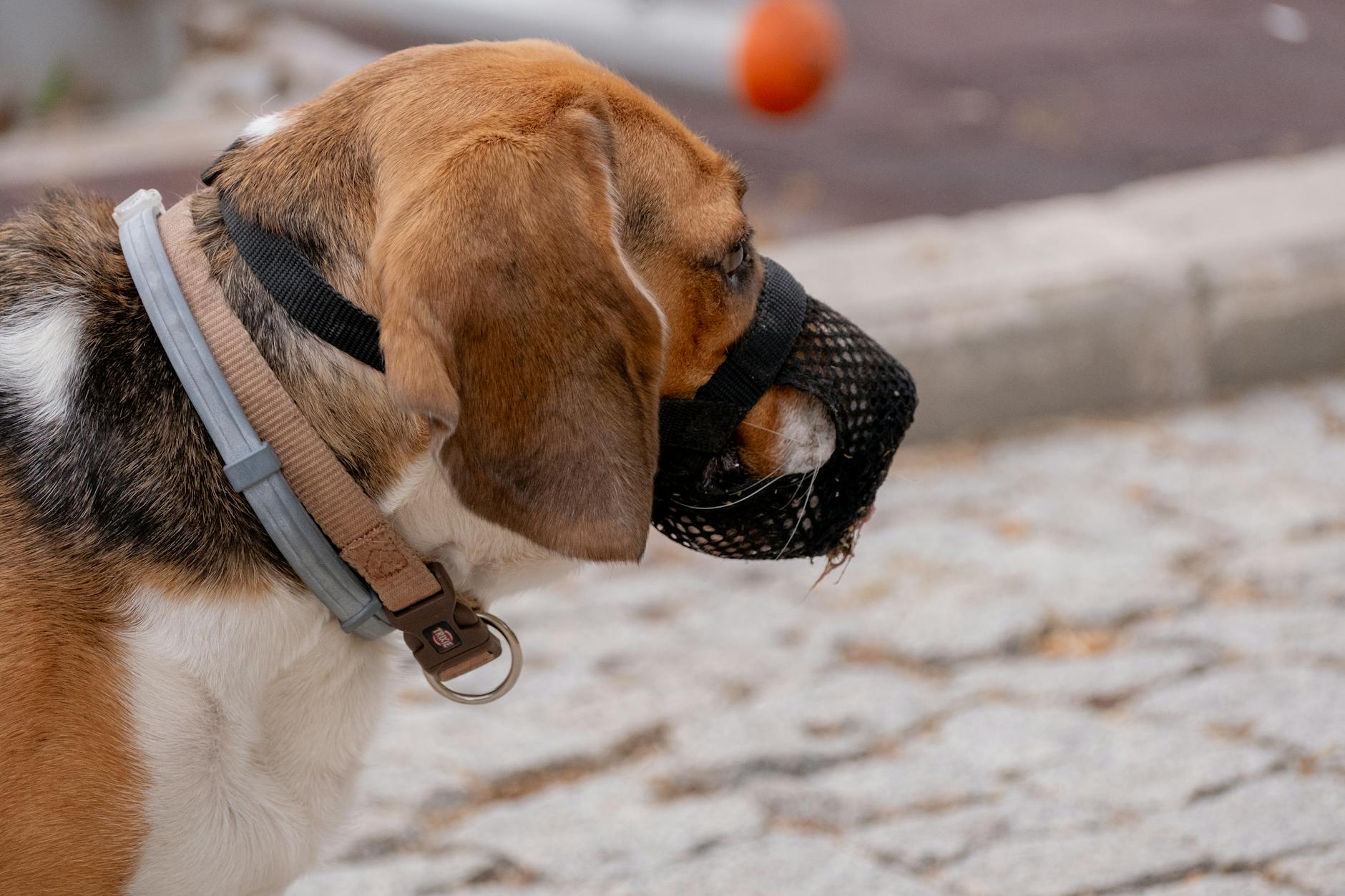 Tasma reaktivitesi yaşayan köpek