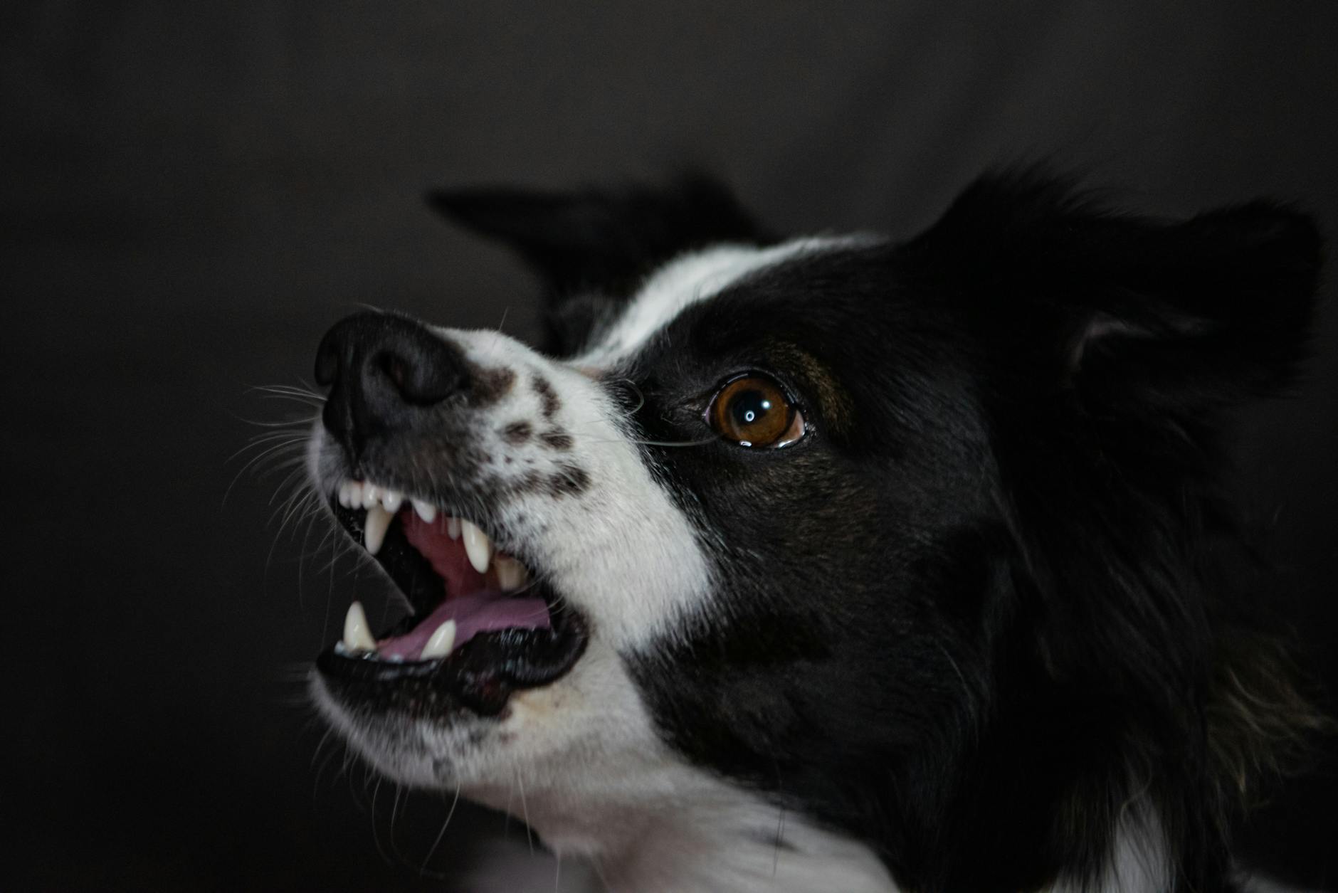 Diş fırçalama eğitimi alan köpek