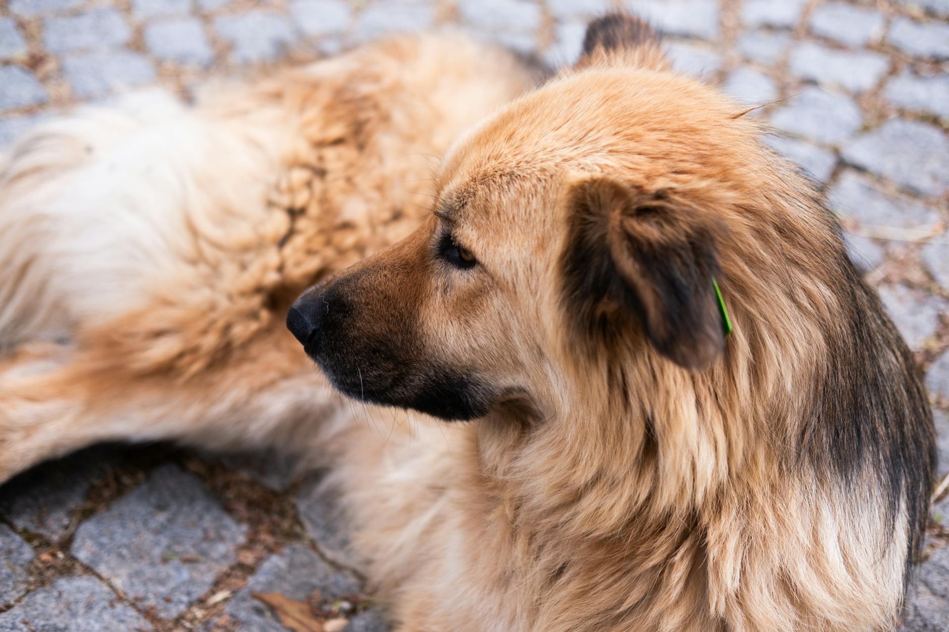 Veteriner kontrolündeki köpek