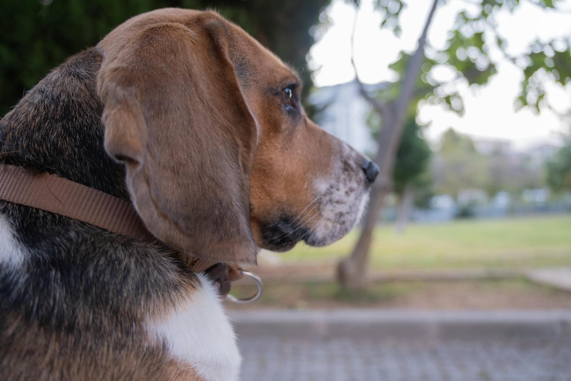 Düzenli gezdirilen mutlu köpek