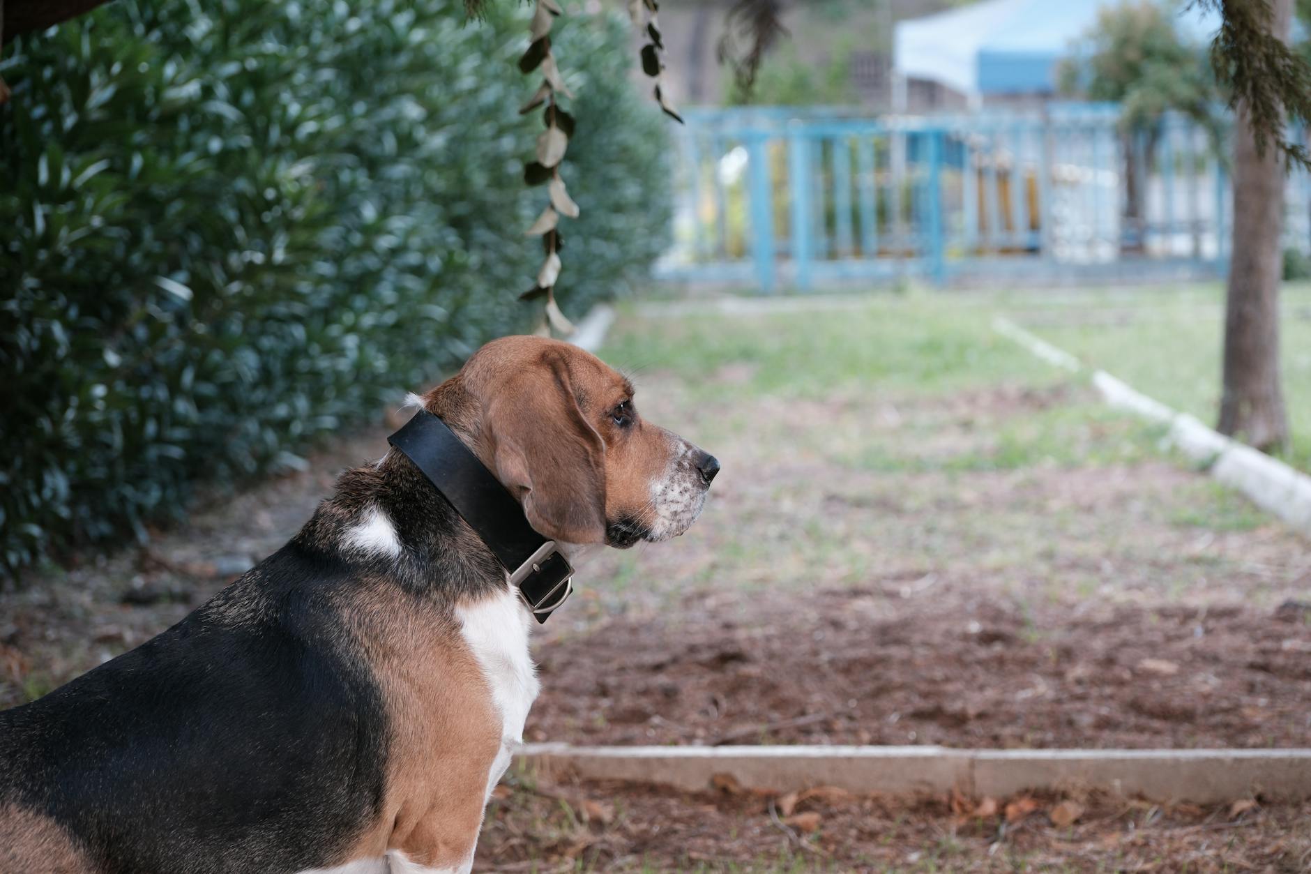 Sahibini bekleyen köpek