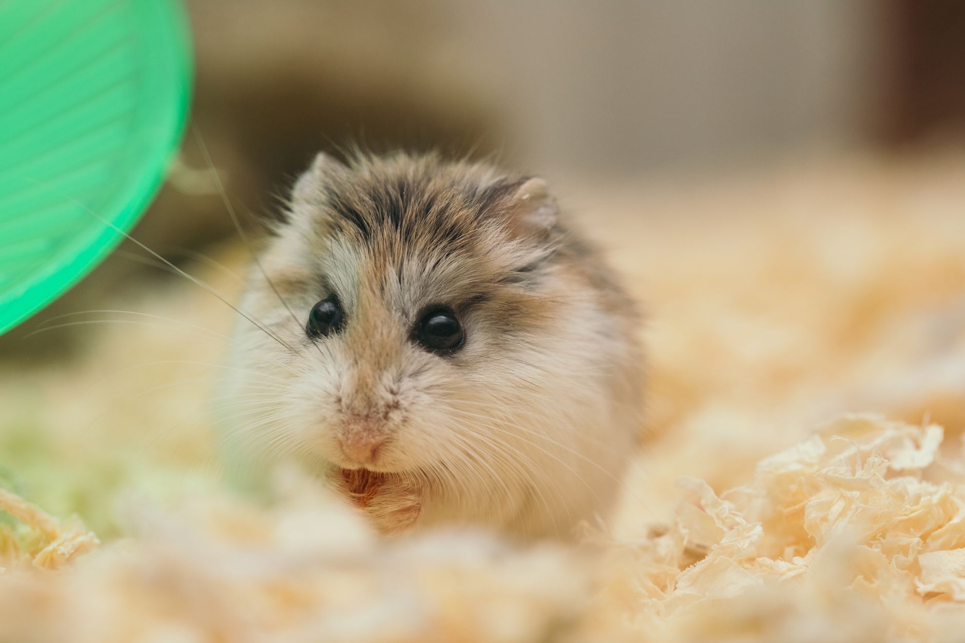 Cüce hamster portresi