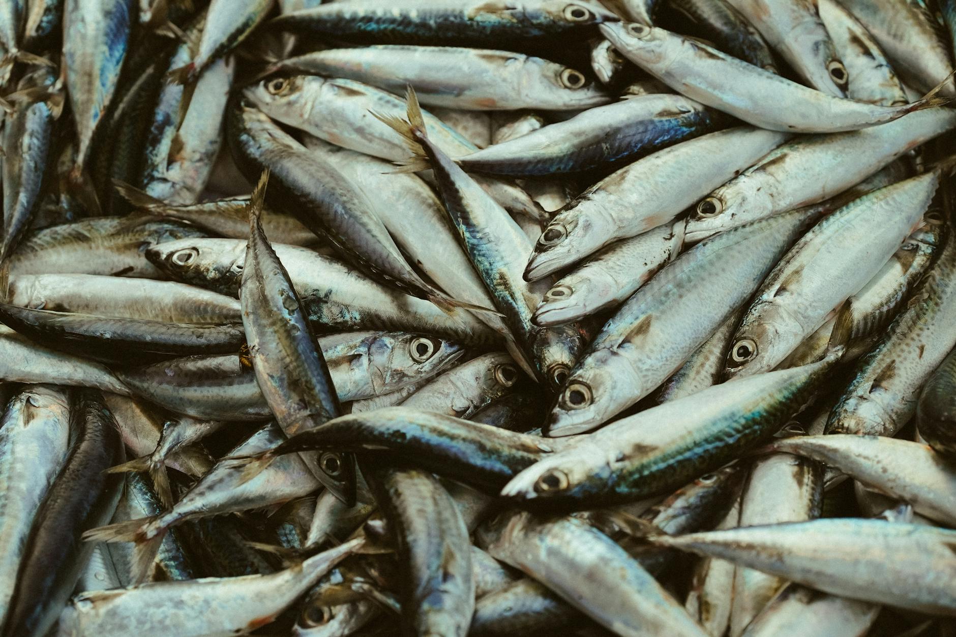 Donmuş artemia yemi