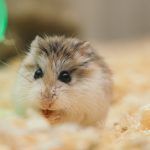 Çarkı olan hamster kafesi