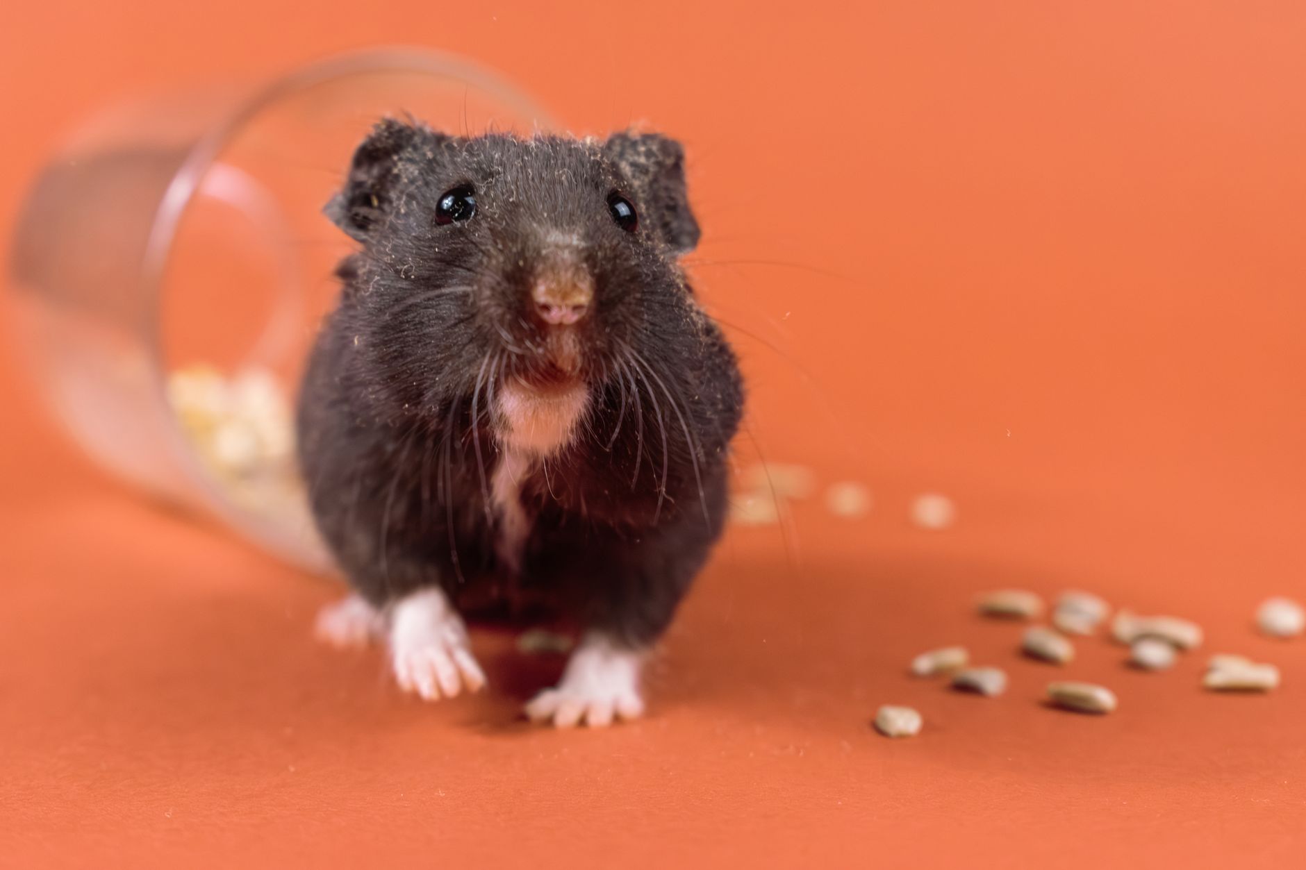 Kafesinde aktif hamster