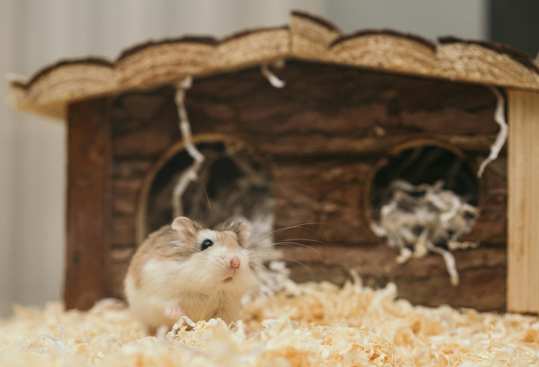Zenginleştirilmiş hamster habitatı