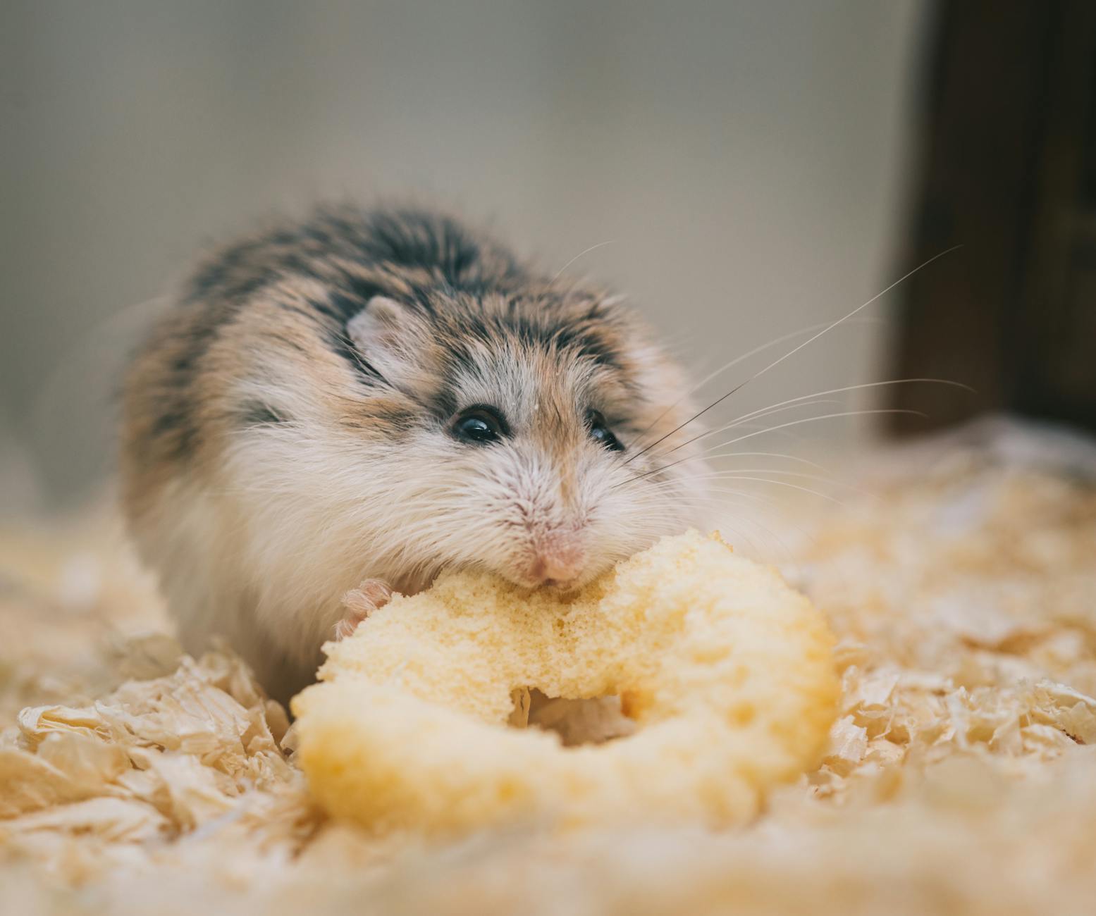 Zenginleştirilmiş hamster habitatı