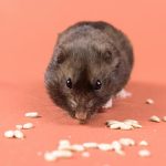 Çarkı olan hamster kafesi
