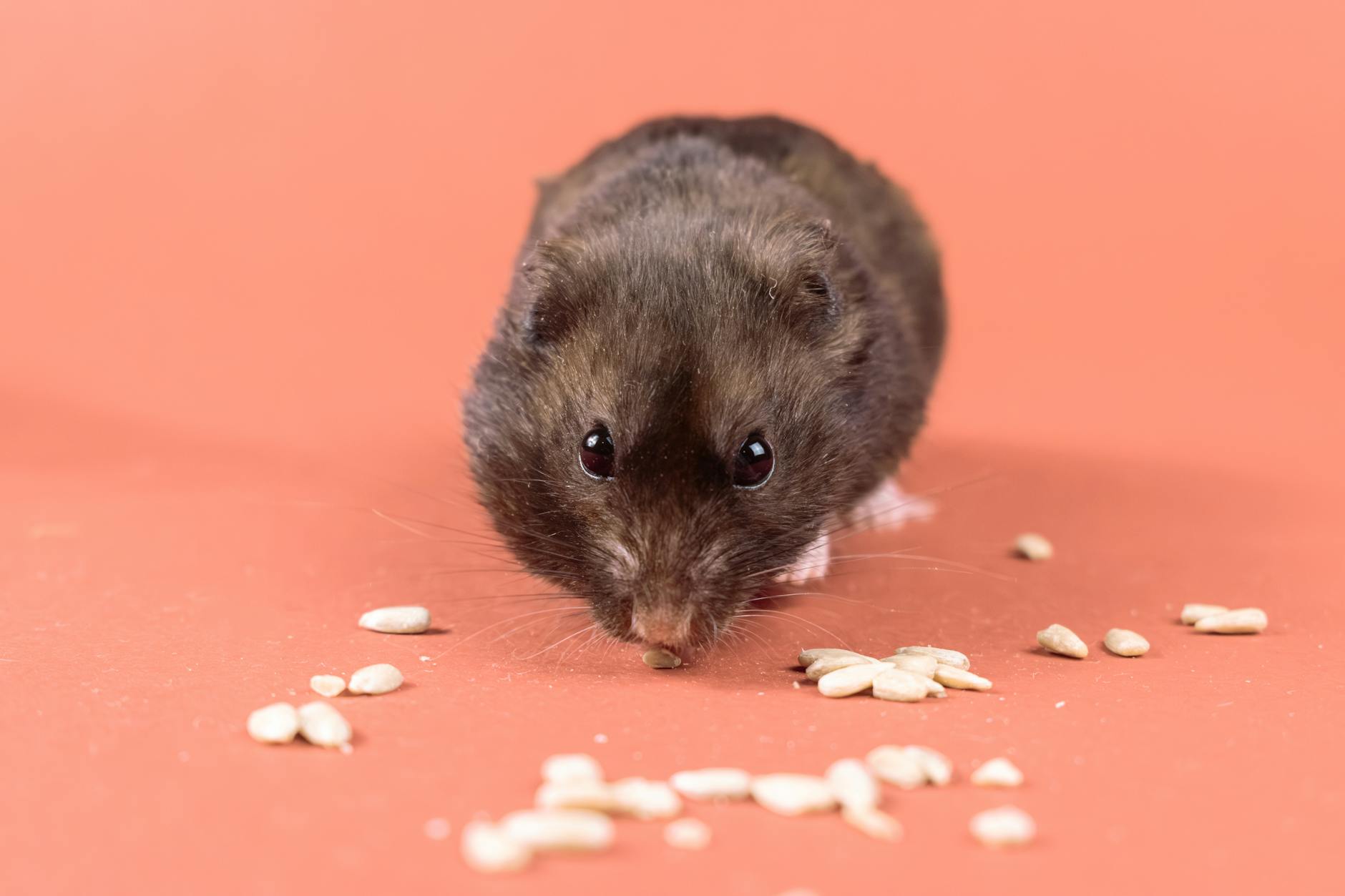 Çarkı olan hamster kafesi