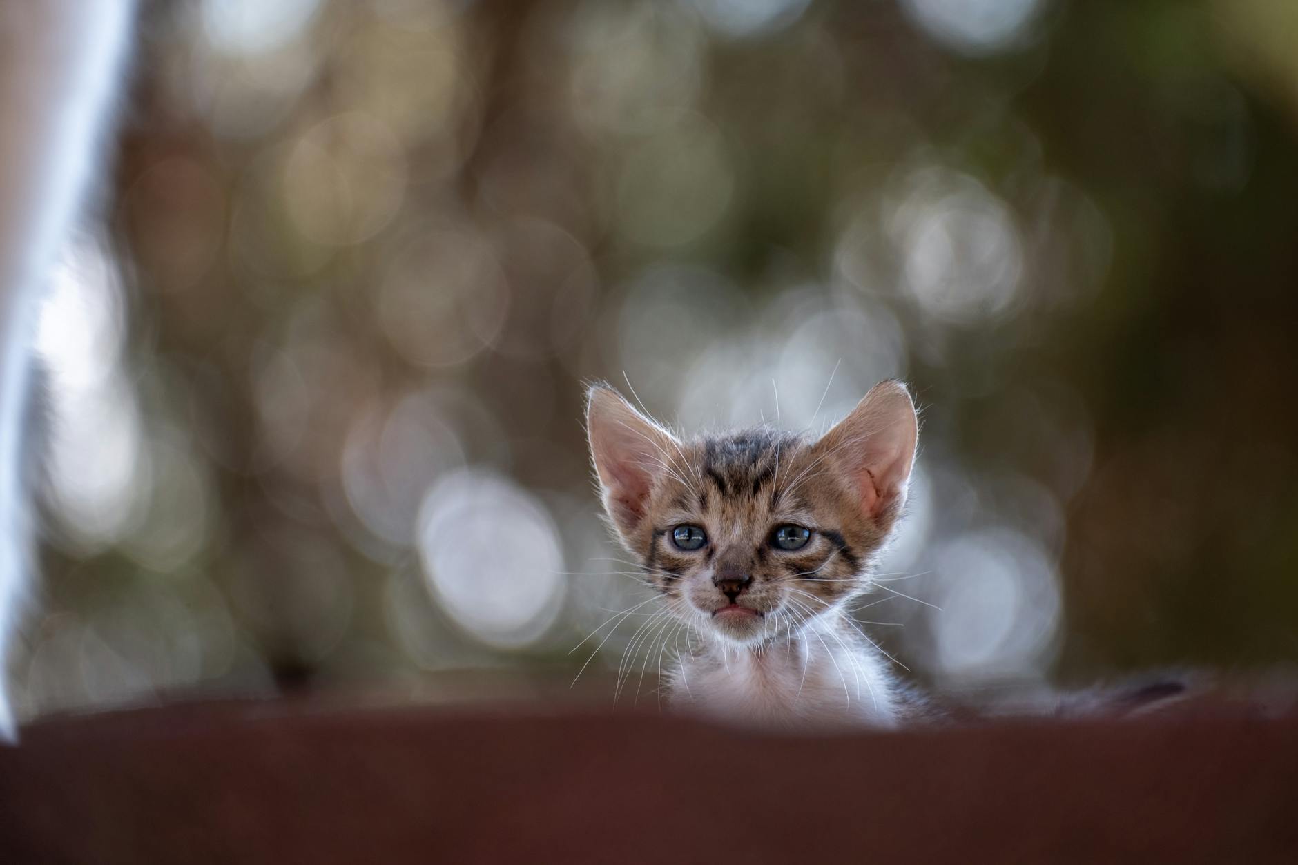 Tuvalet eğitimi alan yavru kedi