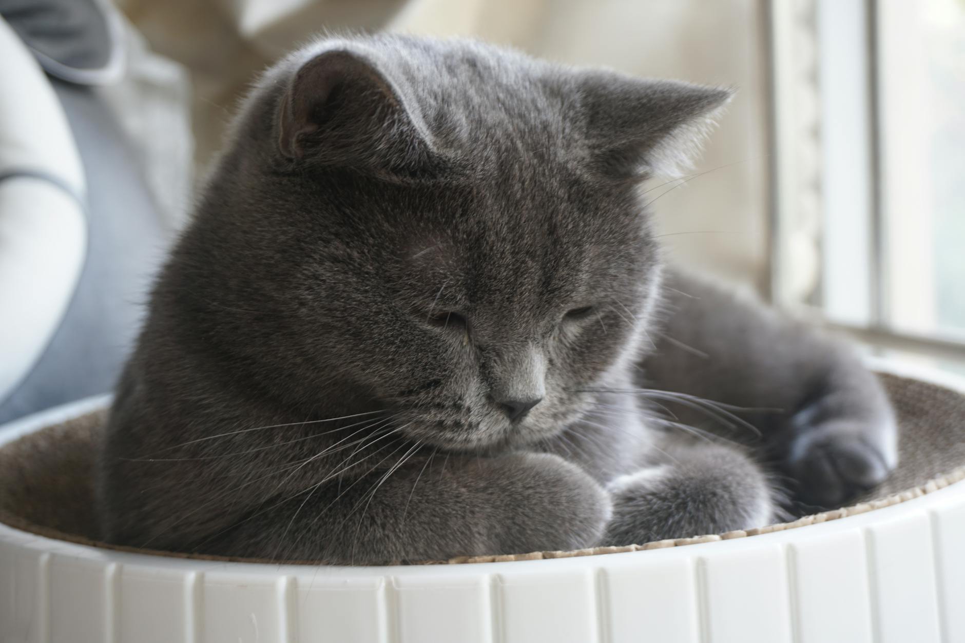 British Shorthair mavi kedi