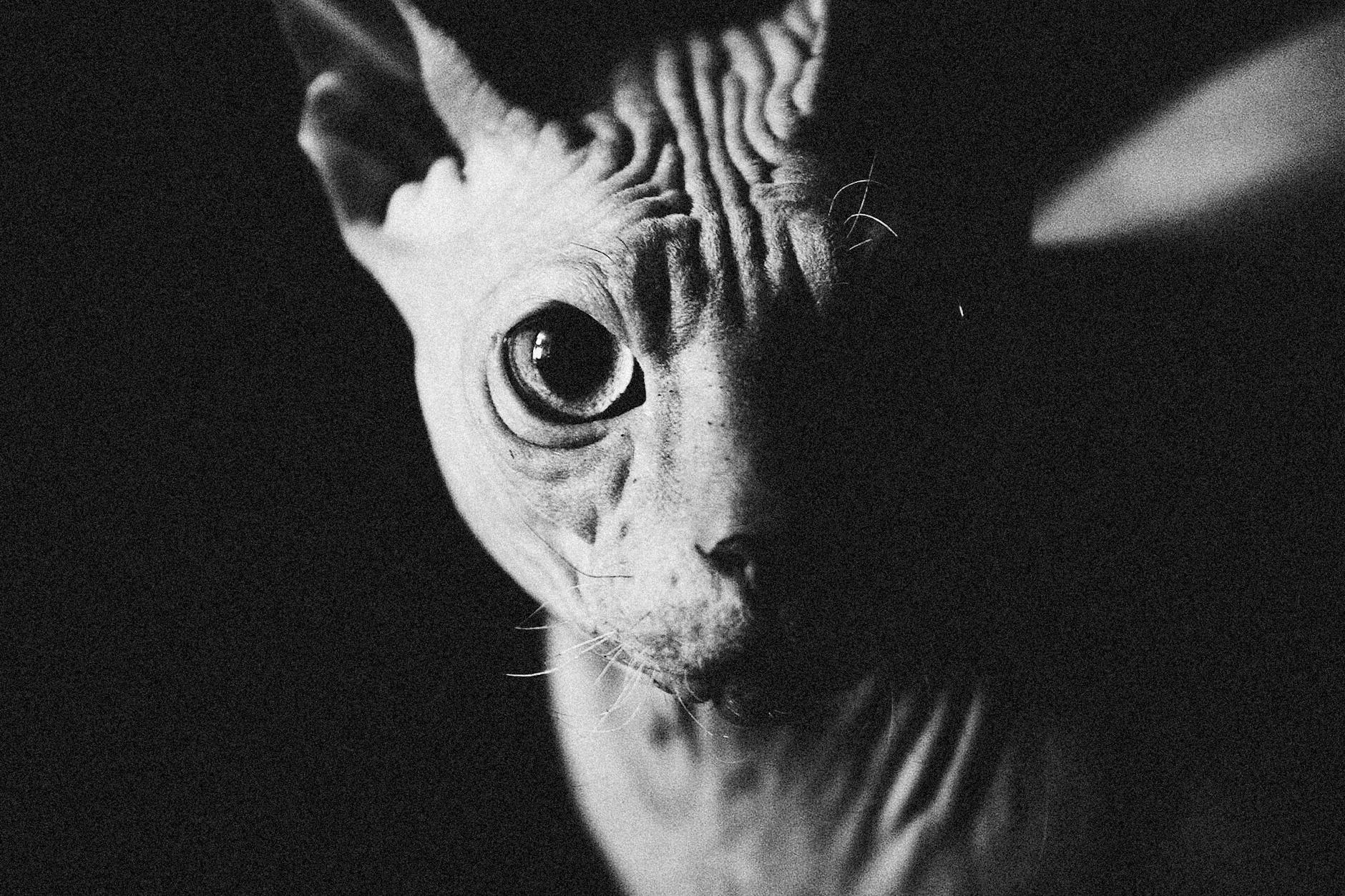 Tüysüz kedi cilt detayı