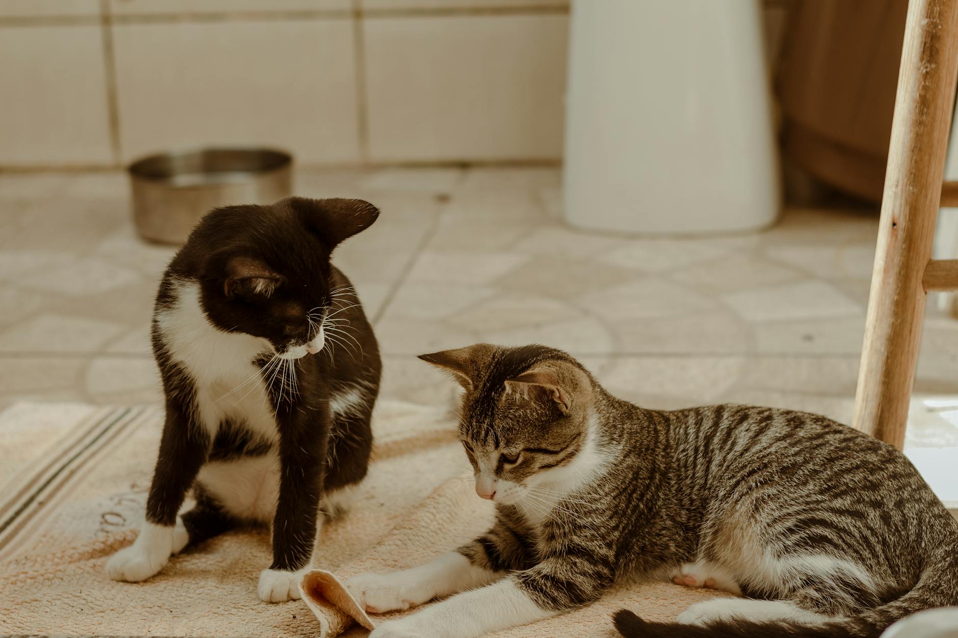 Birlikte oynayan iki kedi
