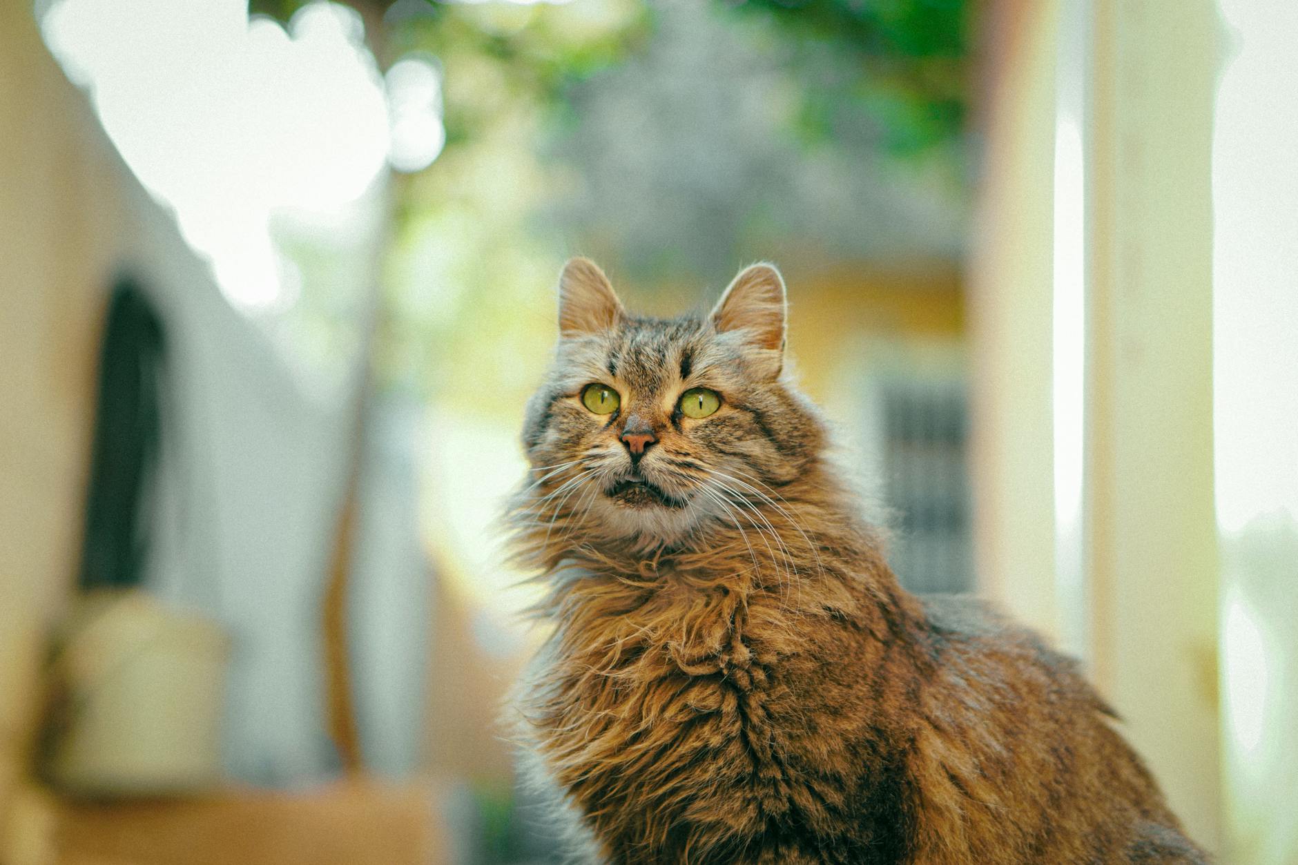 Sevgi dolu bakan kedi