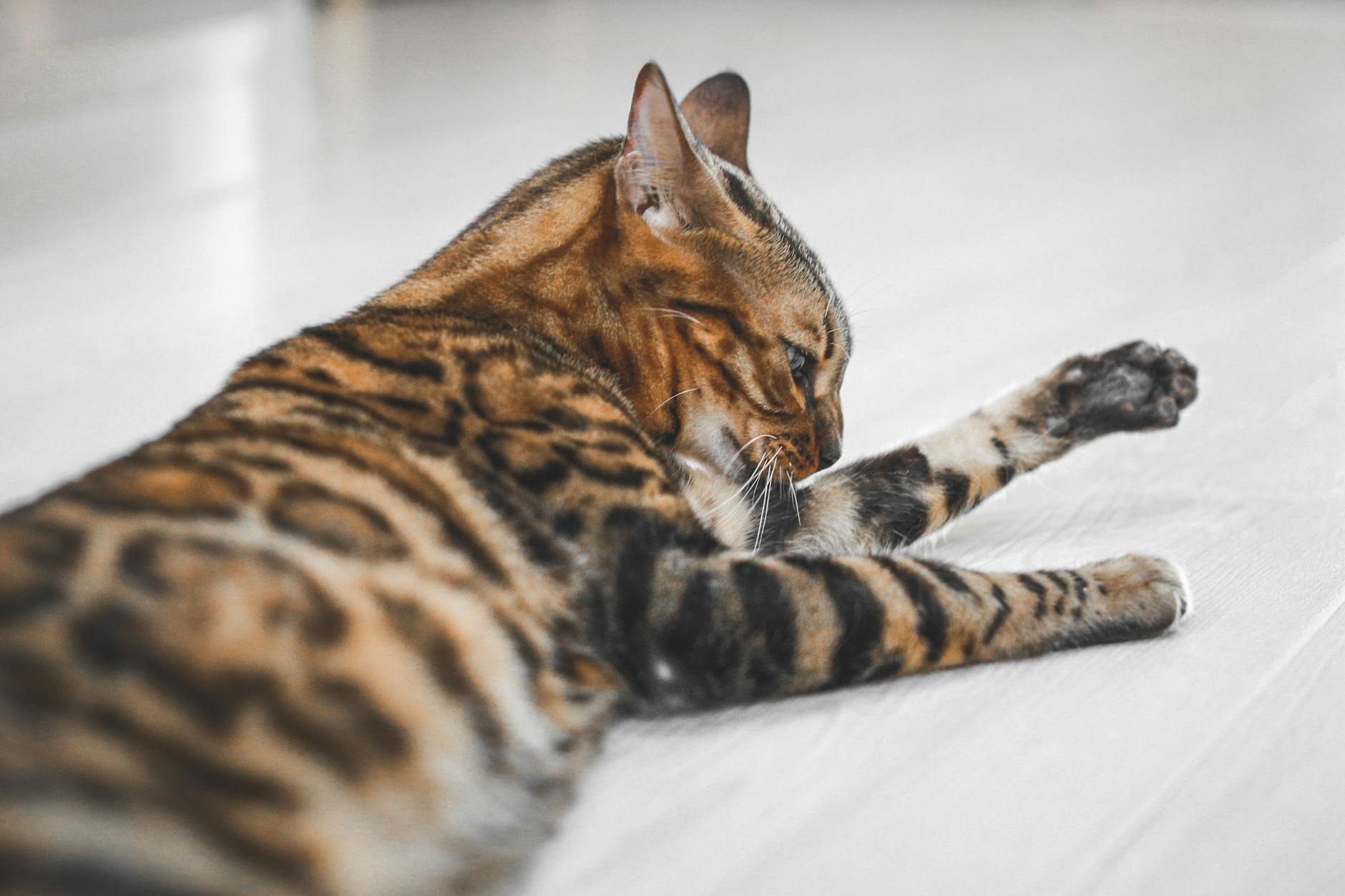 Egzotik benekli kedi