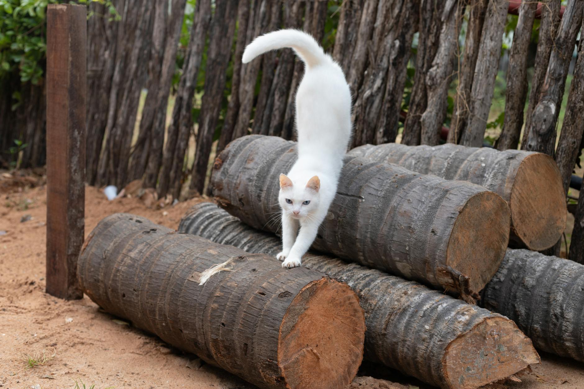 Kedi vücut duruşu
