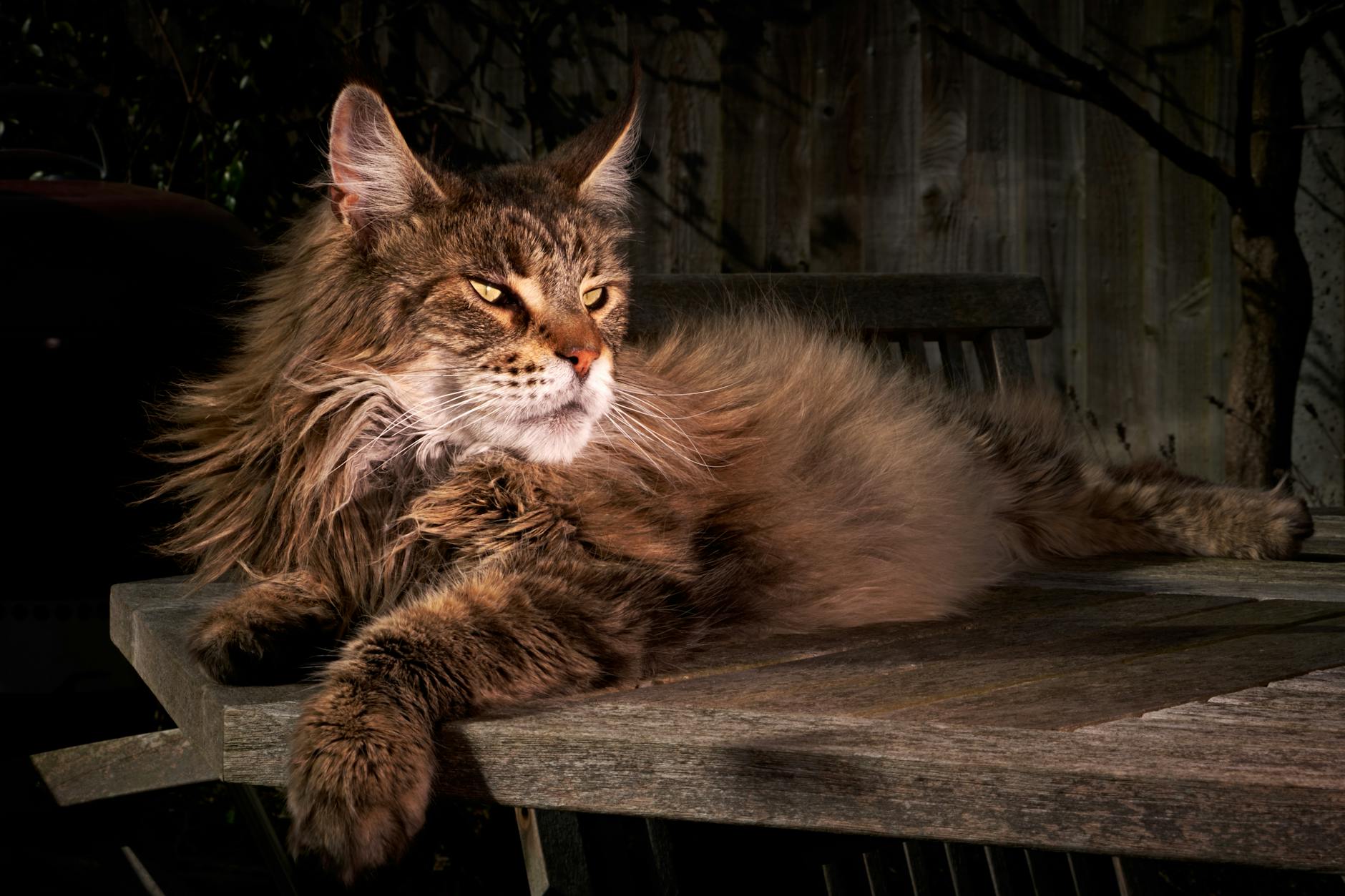 Büyük Maine Coon kedisi