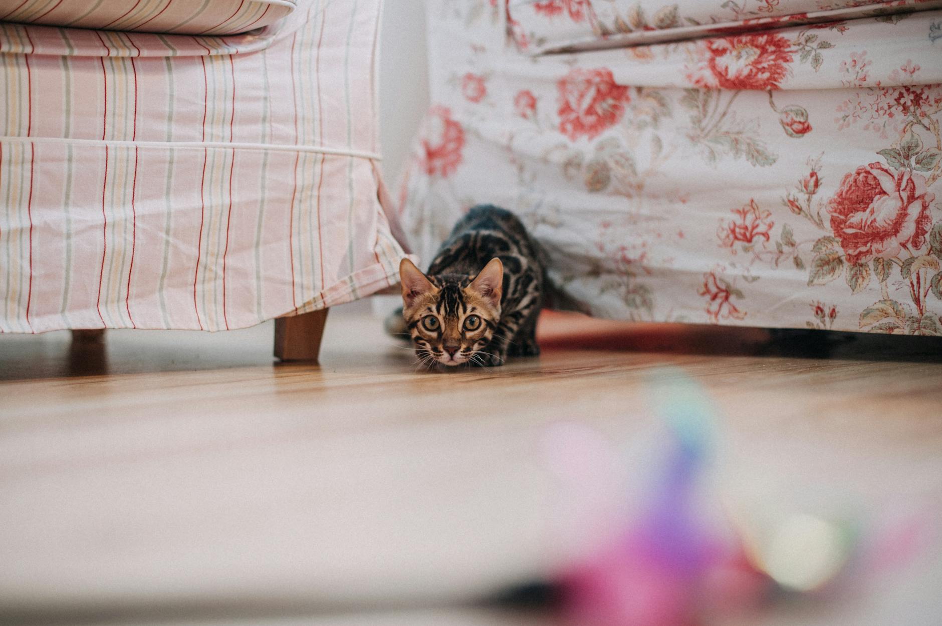 Yeni eve gelen kedi