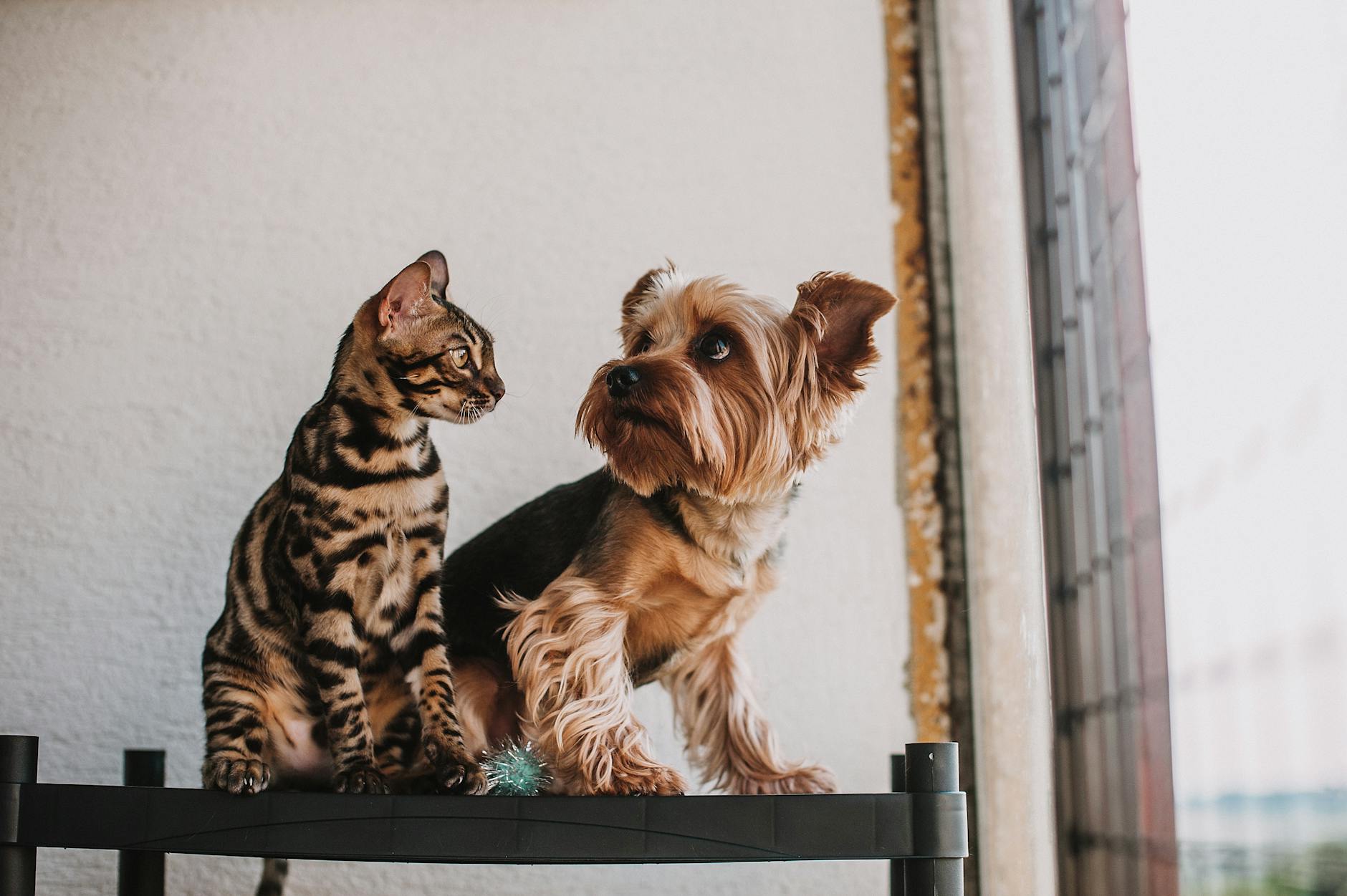 Kedi köpek bir arada