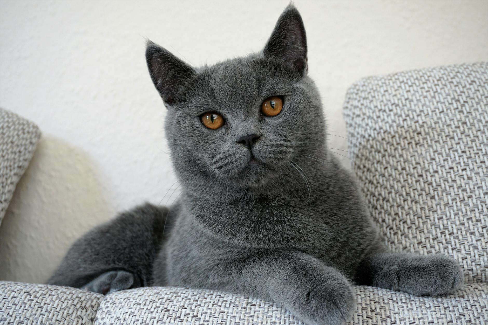 British Shorthair gri kedi