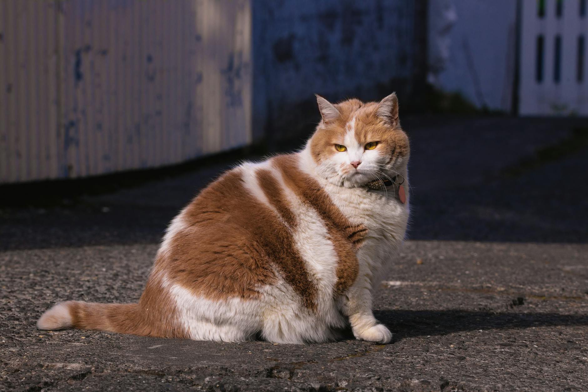 Kilolu kedi