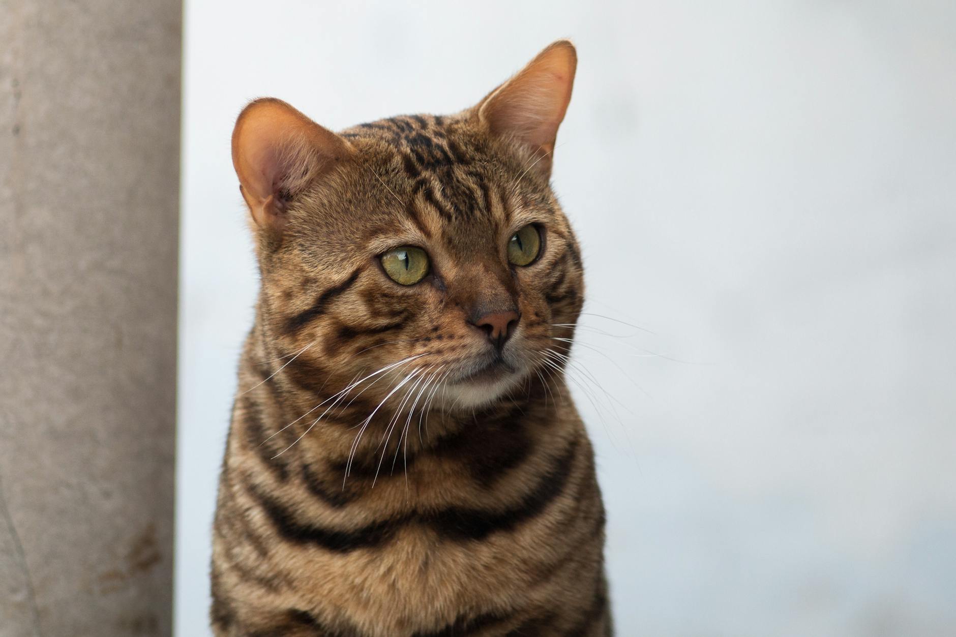 Bengal kedisi