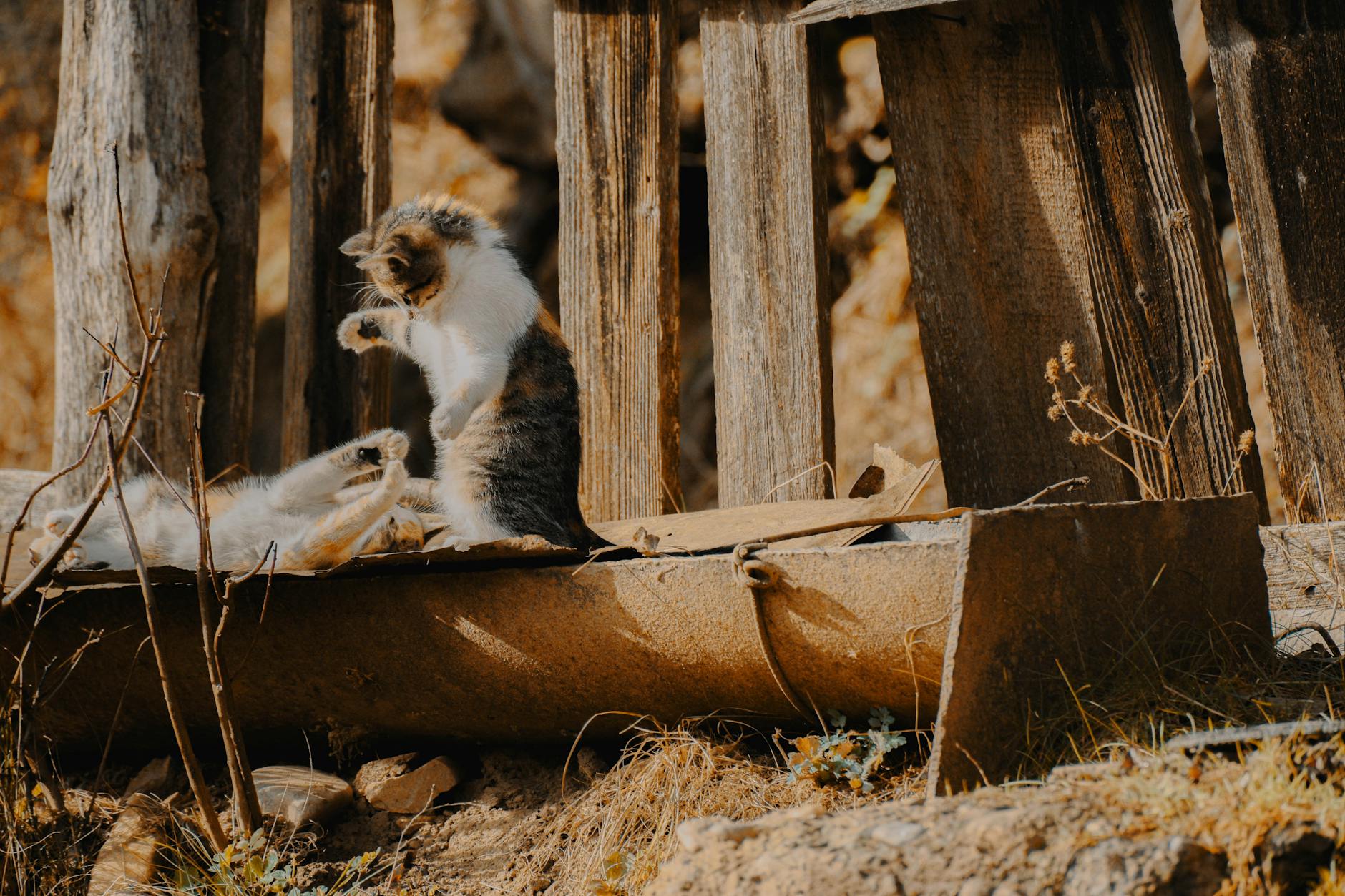 İki kedi oyun savaş