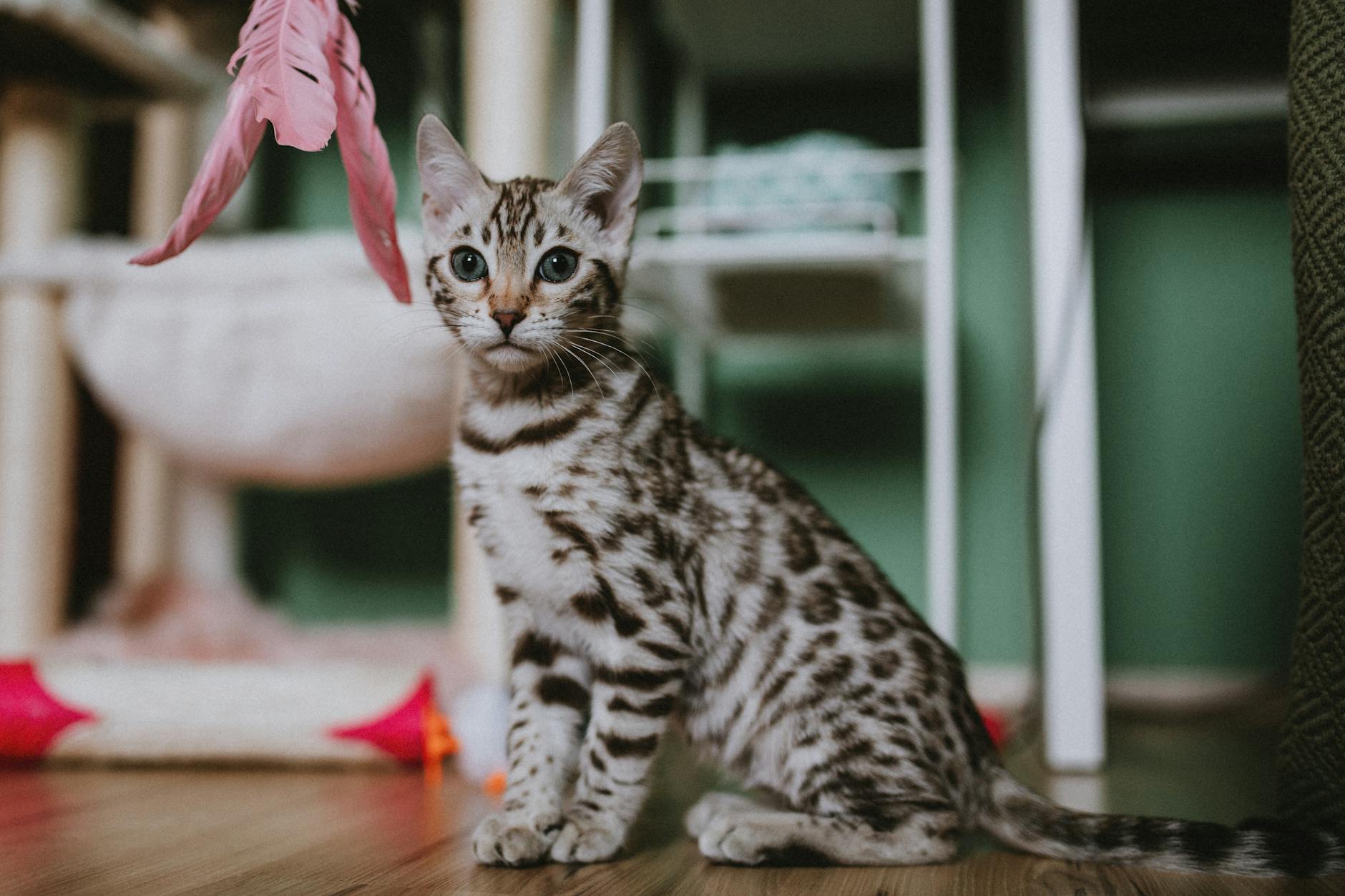 Kedi tüy oyuncak
