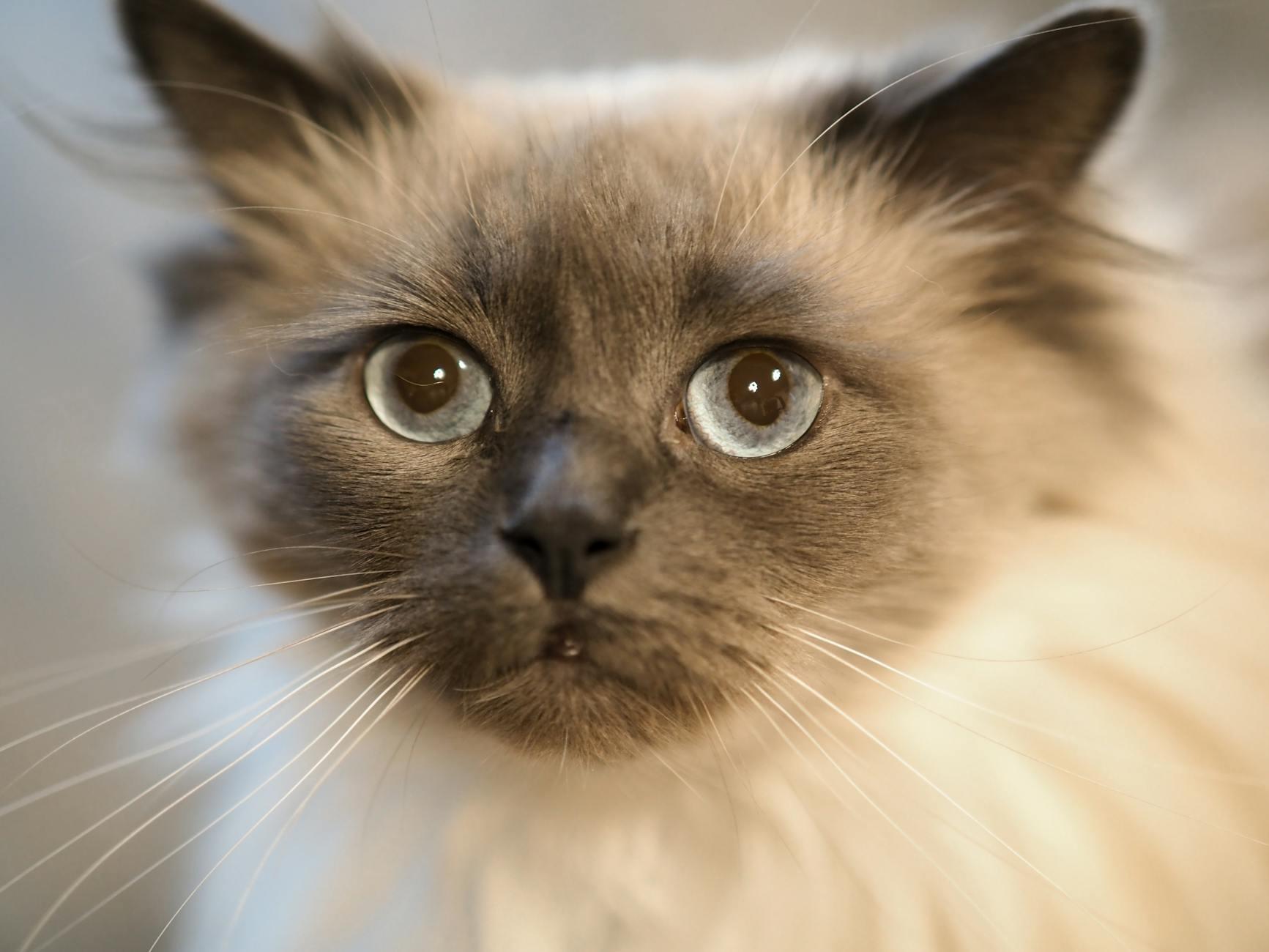 Ragdoll kedisi