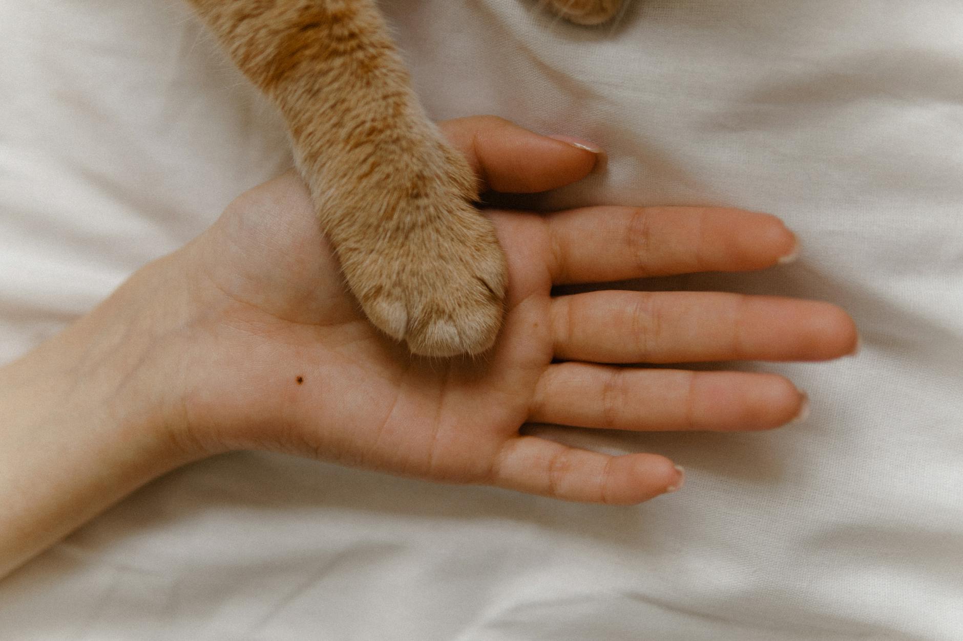 Güvenen kedi el