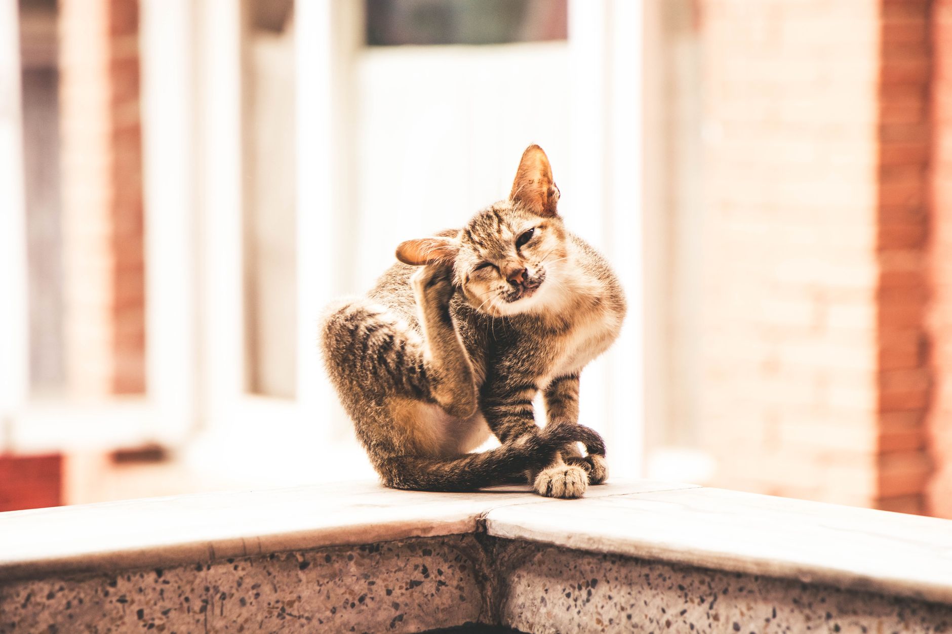Kedi kaşınıyor
