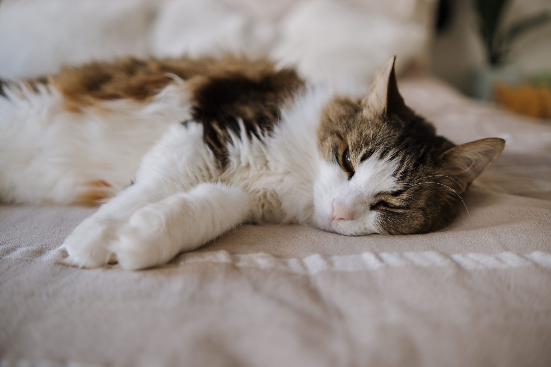 Yaşlı kedi dinleniyor