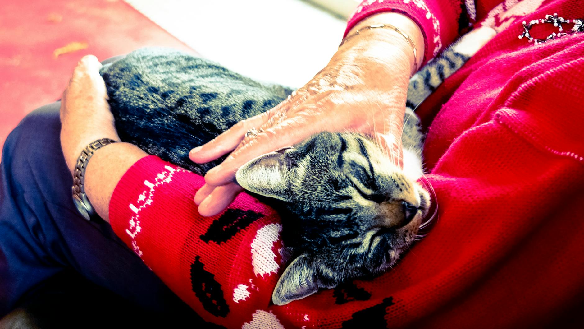 Yaşlı sahibi ile kedi