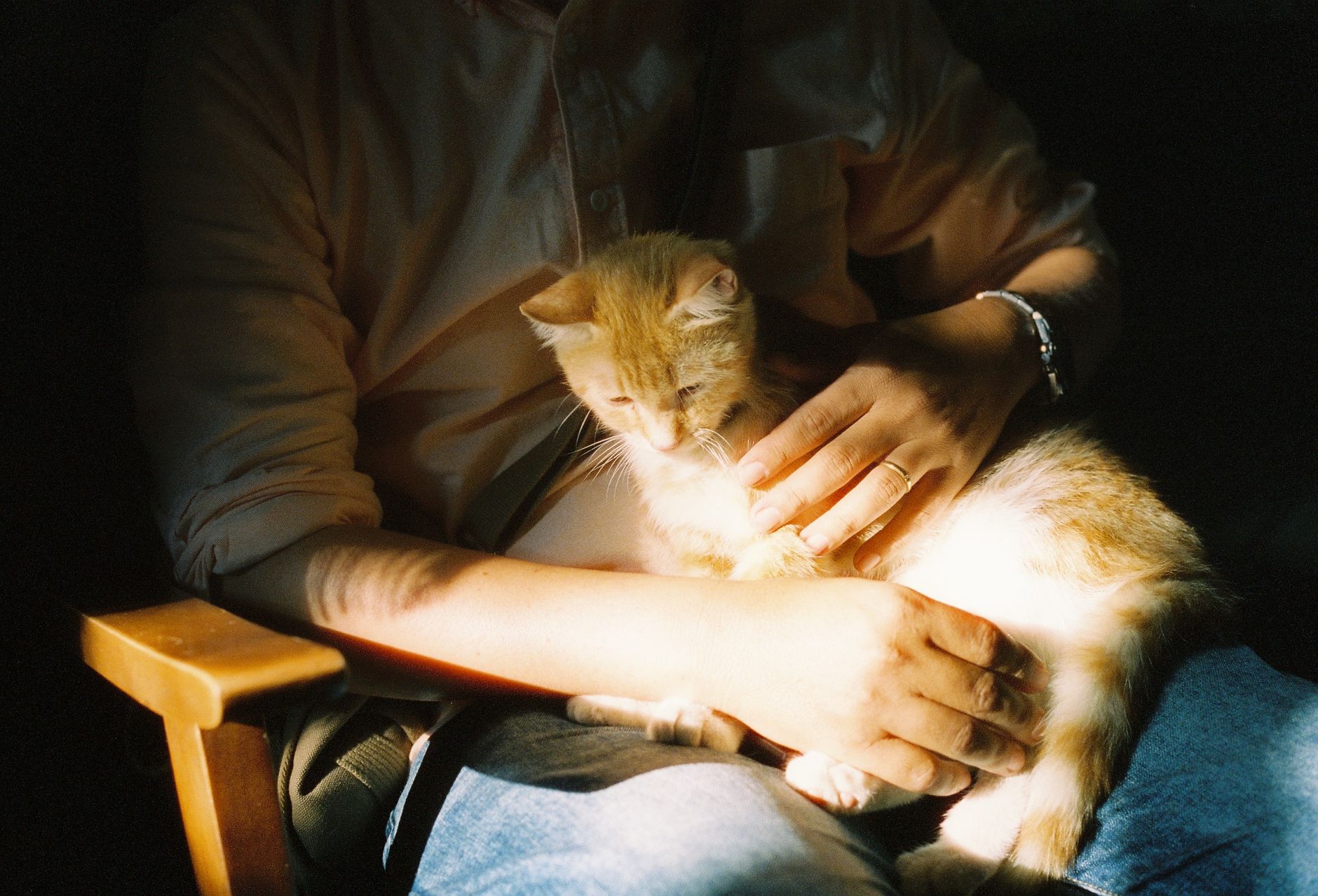 Sahibin kucağındaki kedi