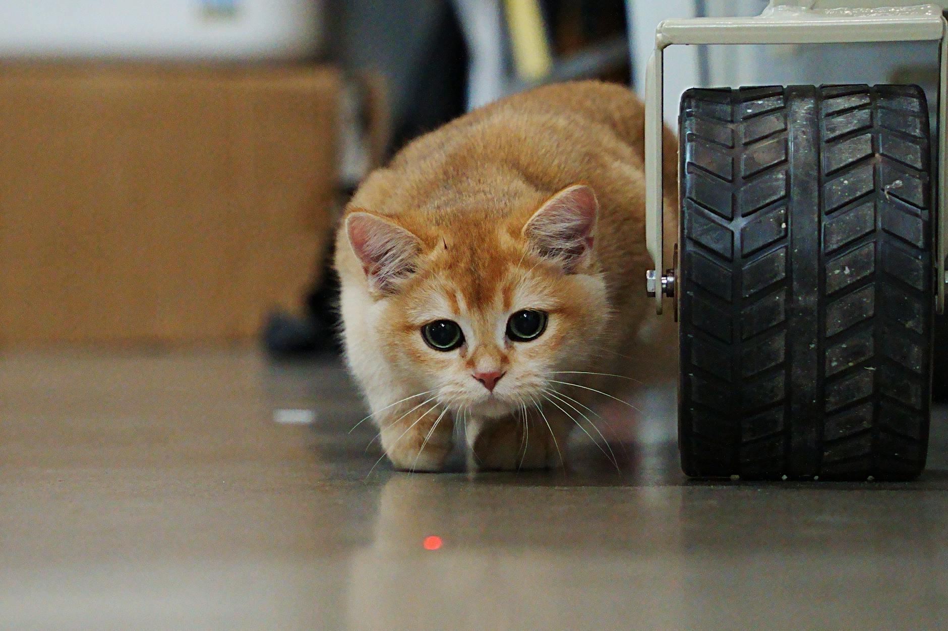 Lazer takip eden kedi