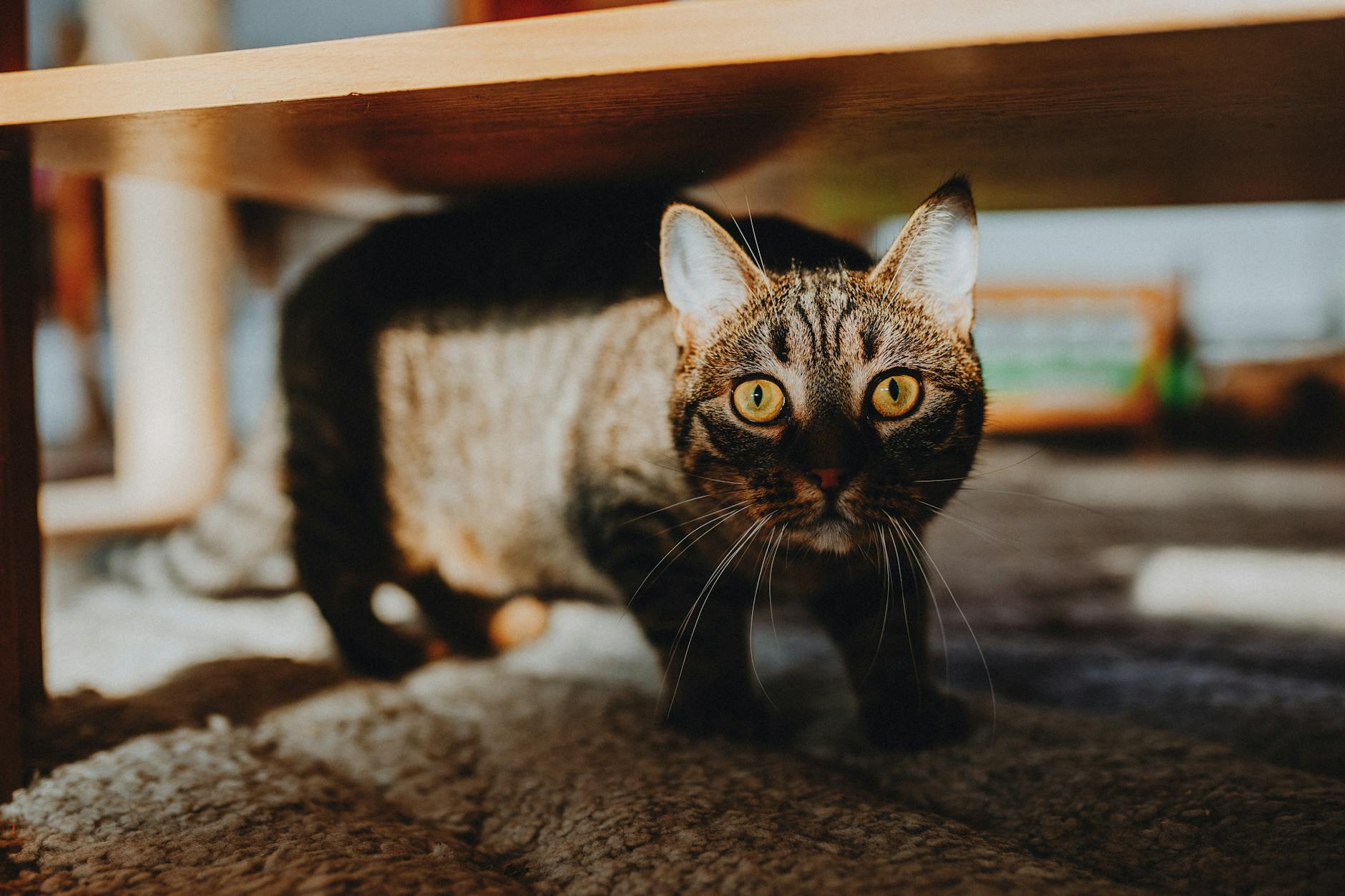 Çekingen kedi mobilya altı