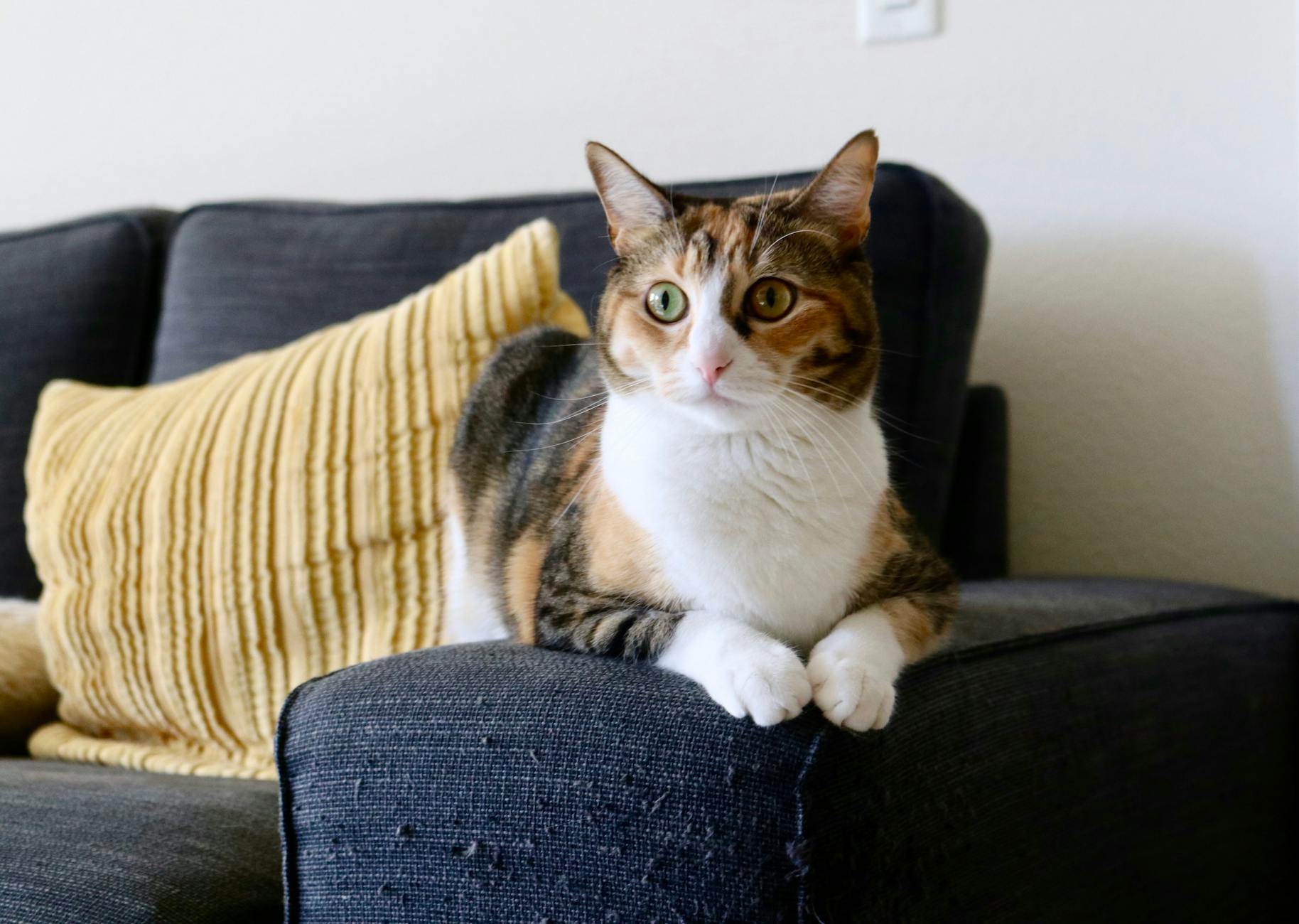Apartman koltuğunda dinlenen kedi